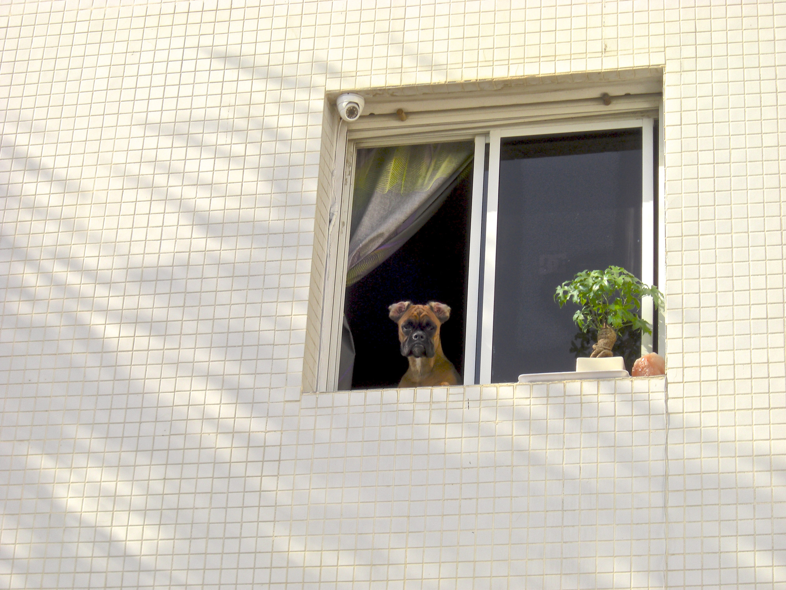 My ״Star״ Boxer Dog