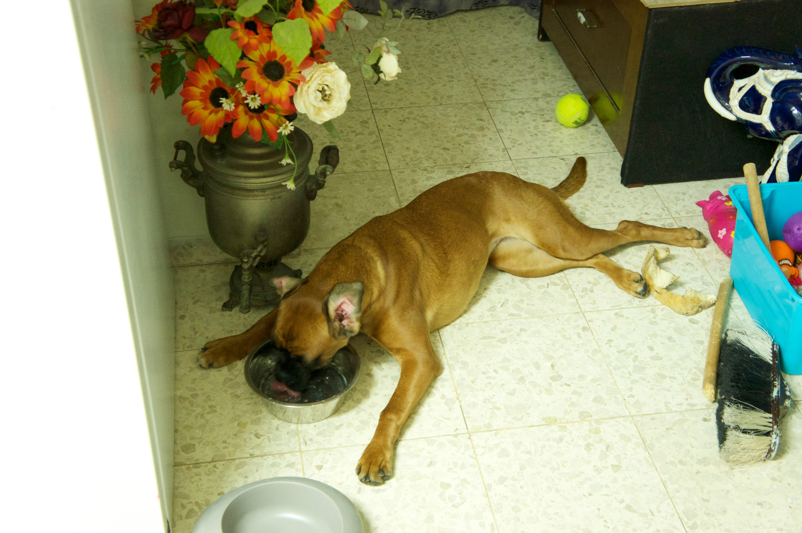 My ״Star״ Boxer Dog