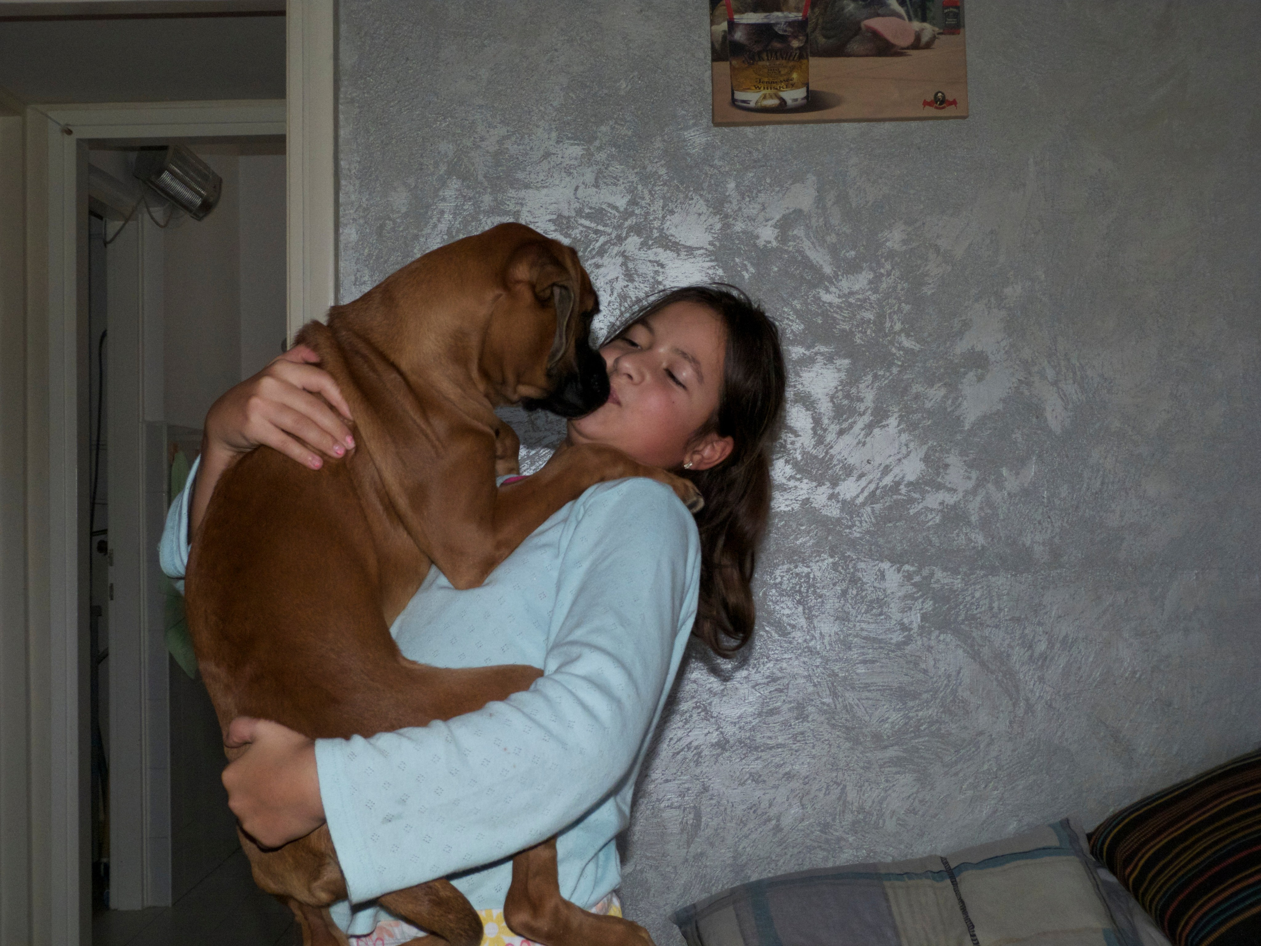 My ״Star״ Boxer Dog