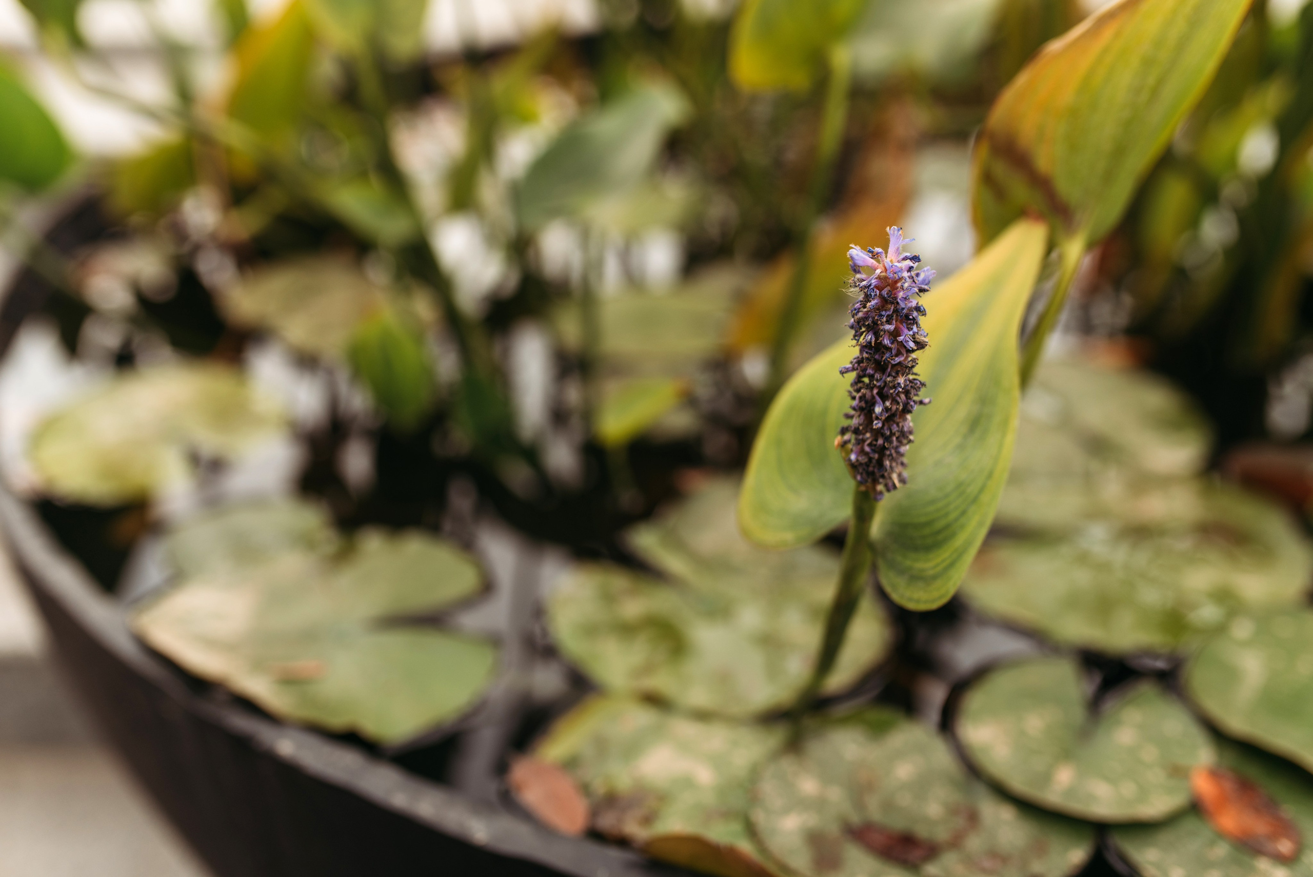 Herbst im Central Park. Familien- und Hochzeitsfotografin. Ich arbeite in Koblenz und Rheinlan