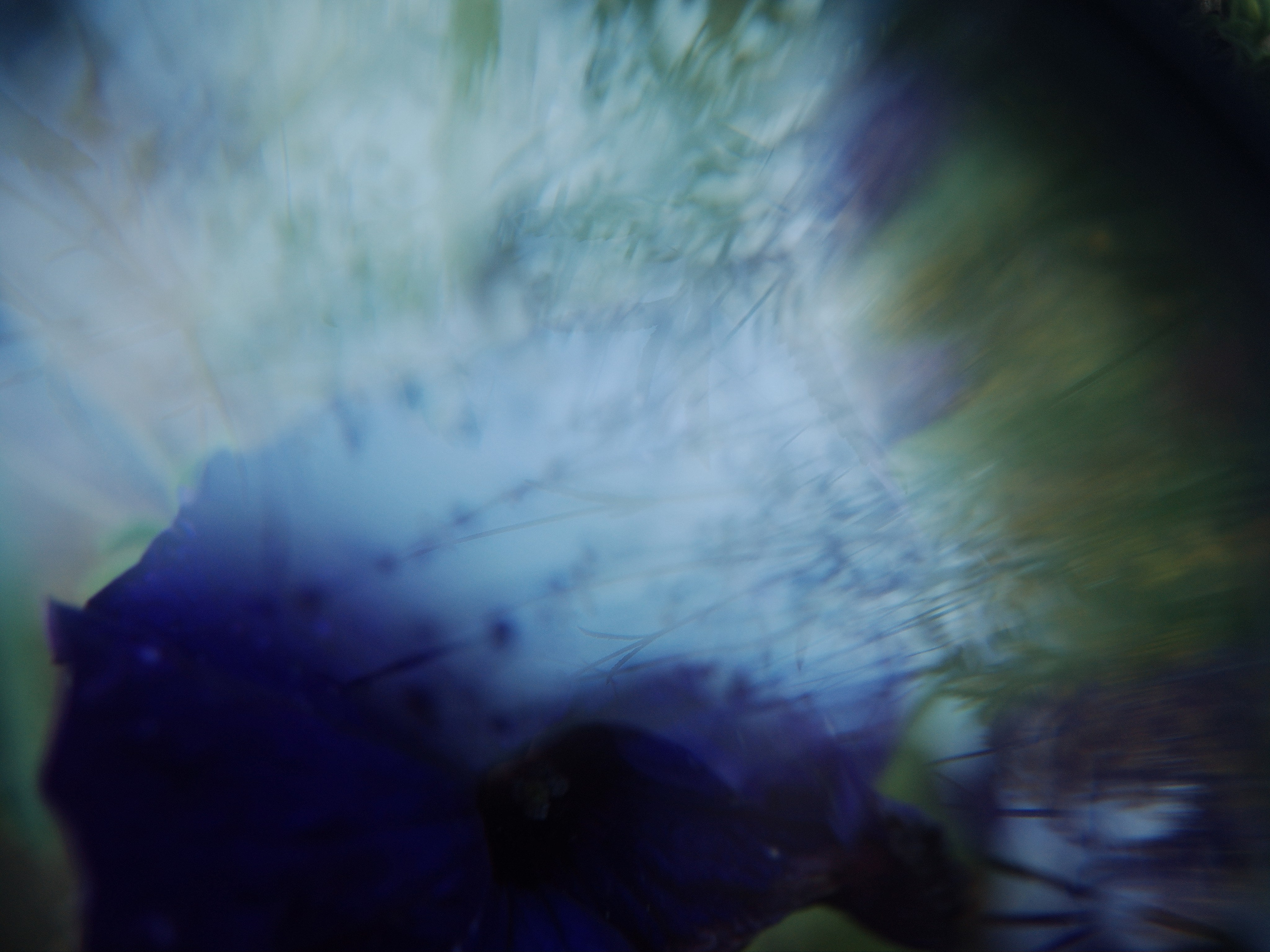 Garden of Forking Paths. Victoria Dini. Art photography in London / Folkestone, UK