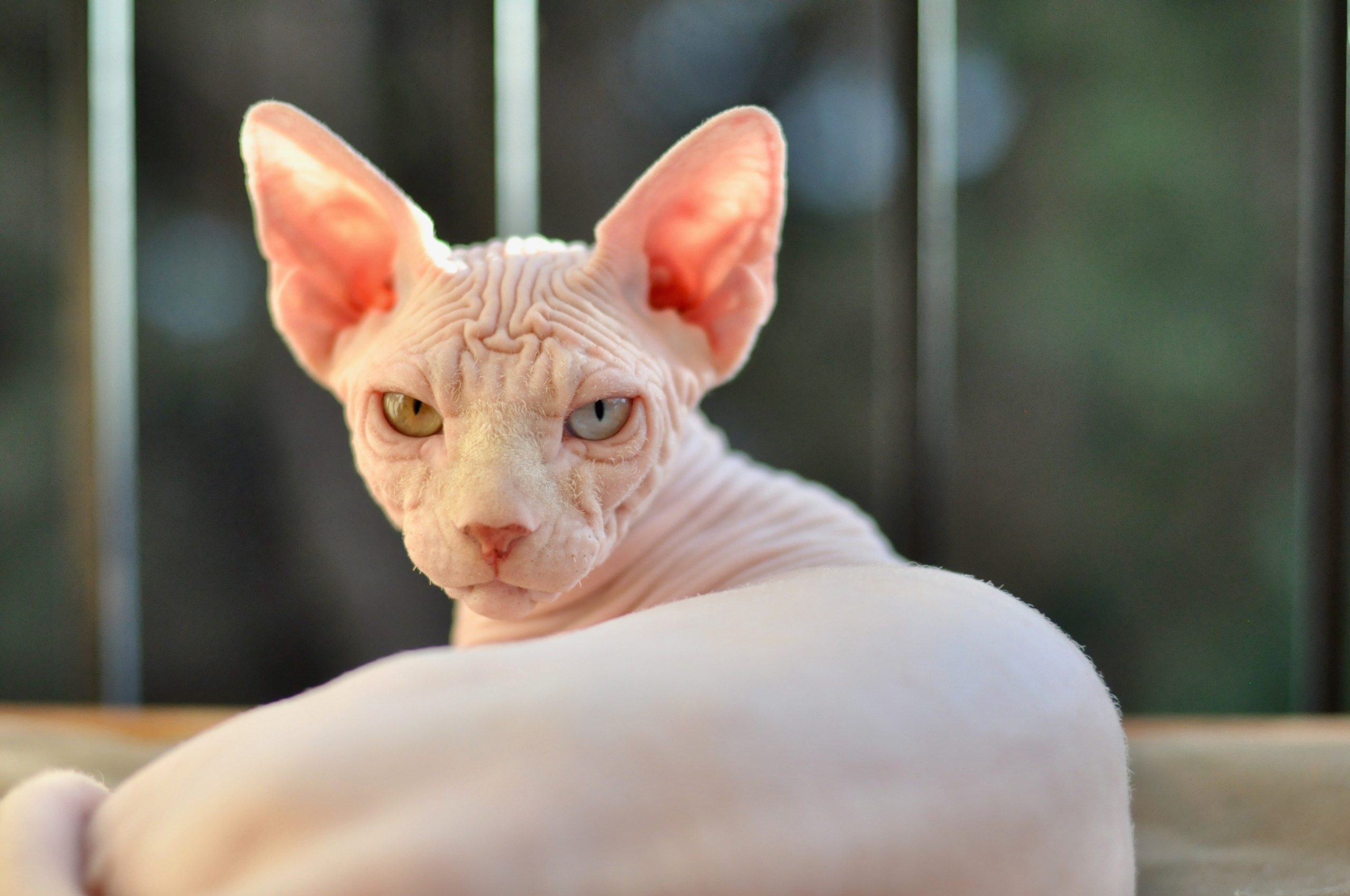 A cattery of Canadian Sphynx breed, located in Limassol, Cyprus