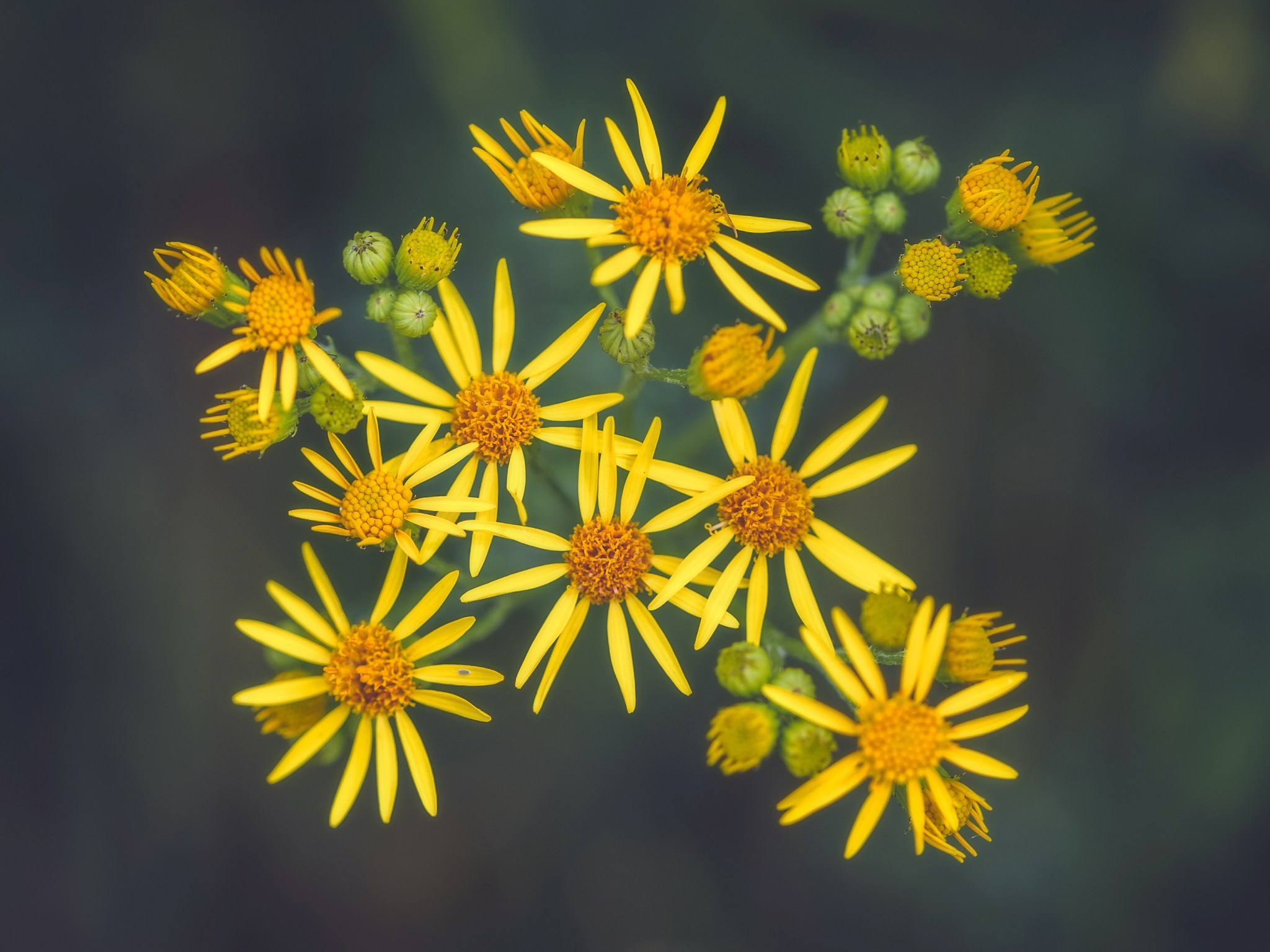 Intimate Landscapes. Nature Photographer and Videographer from Germany