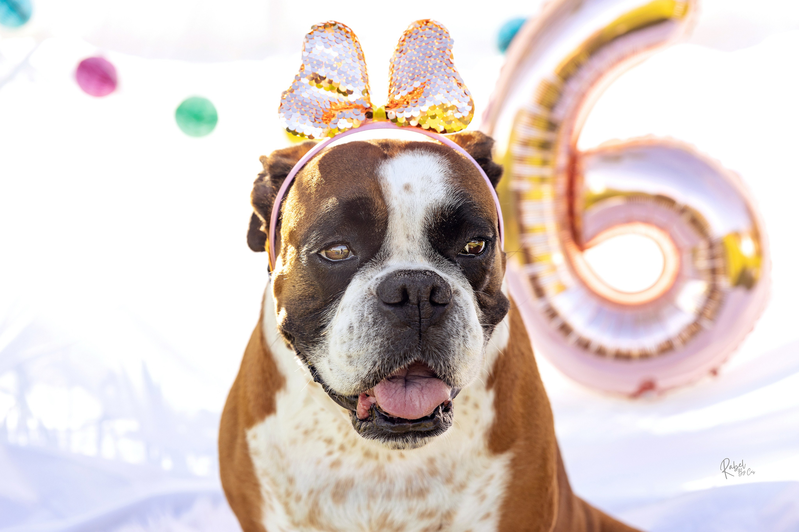 Sesiones fotográficas a mascotas. RabelByCris Fotógrafa en Coruña de Eventos, sesiones, mascotas