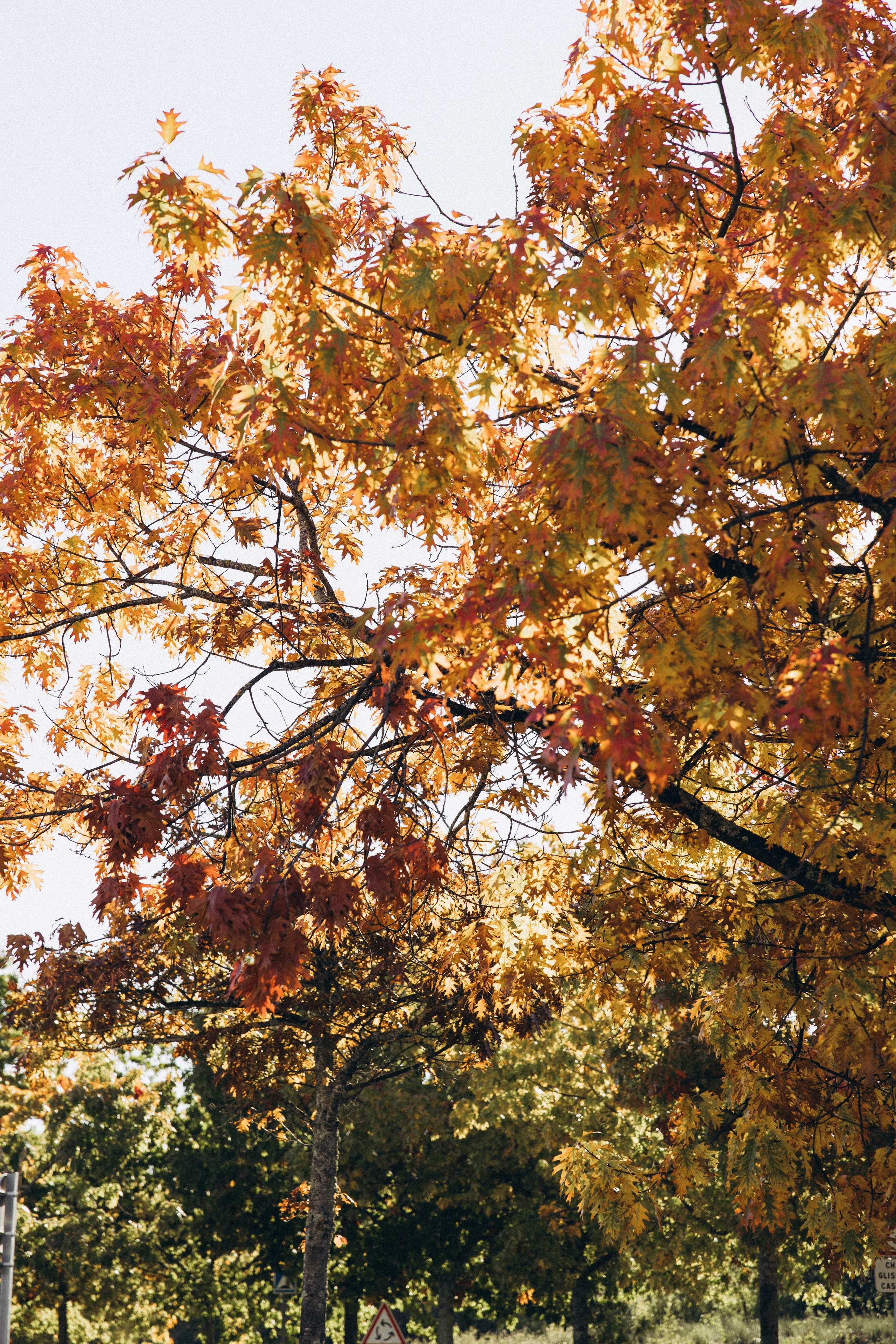 Autumn mother-son family photoshoot in Toulouse. Eugénie Smirnova — your photographer in Toulouse and southwest France
