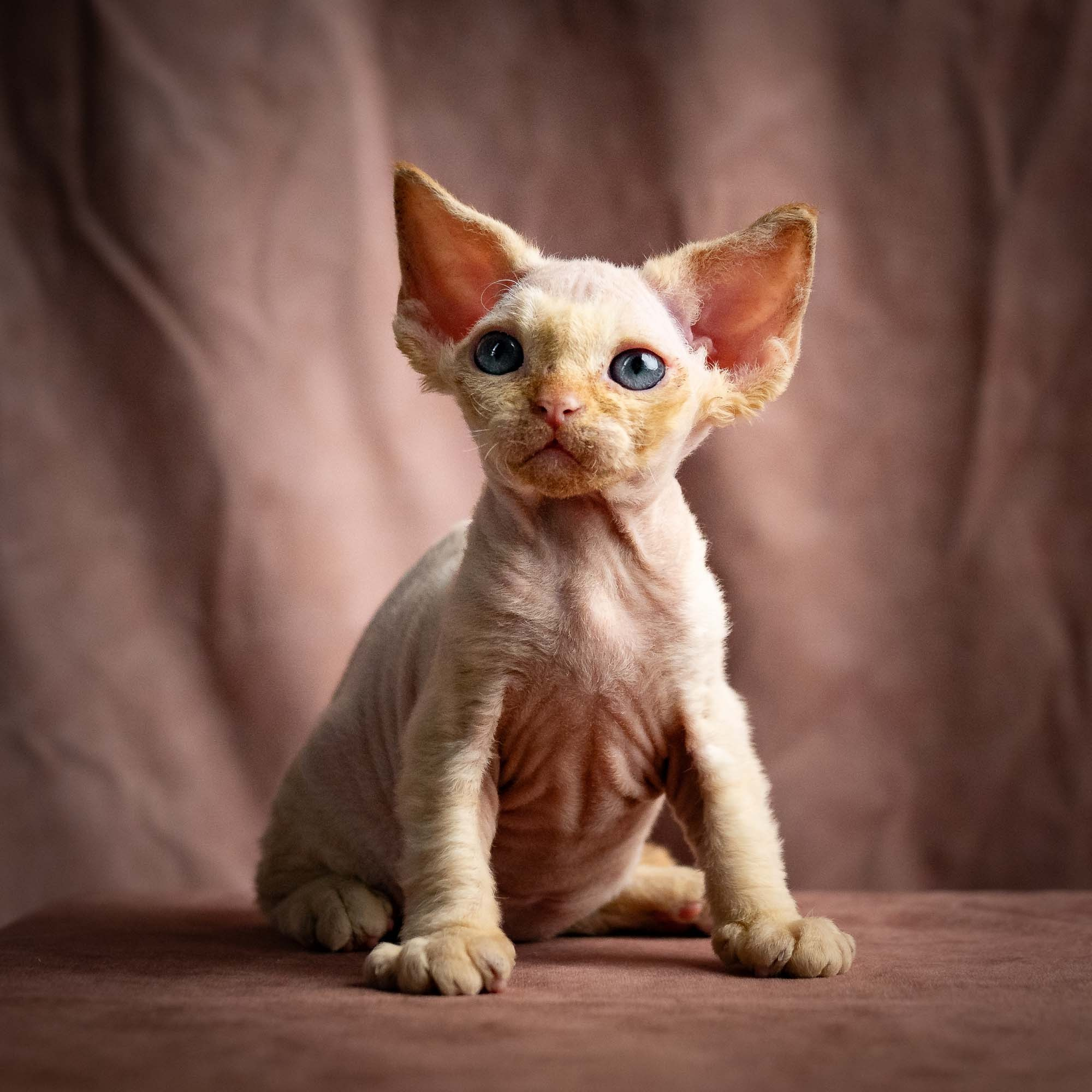 Rafael, boy, born 05.08.26. Devon Rex Pixie Cattery