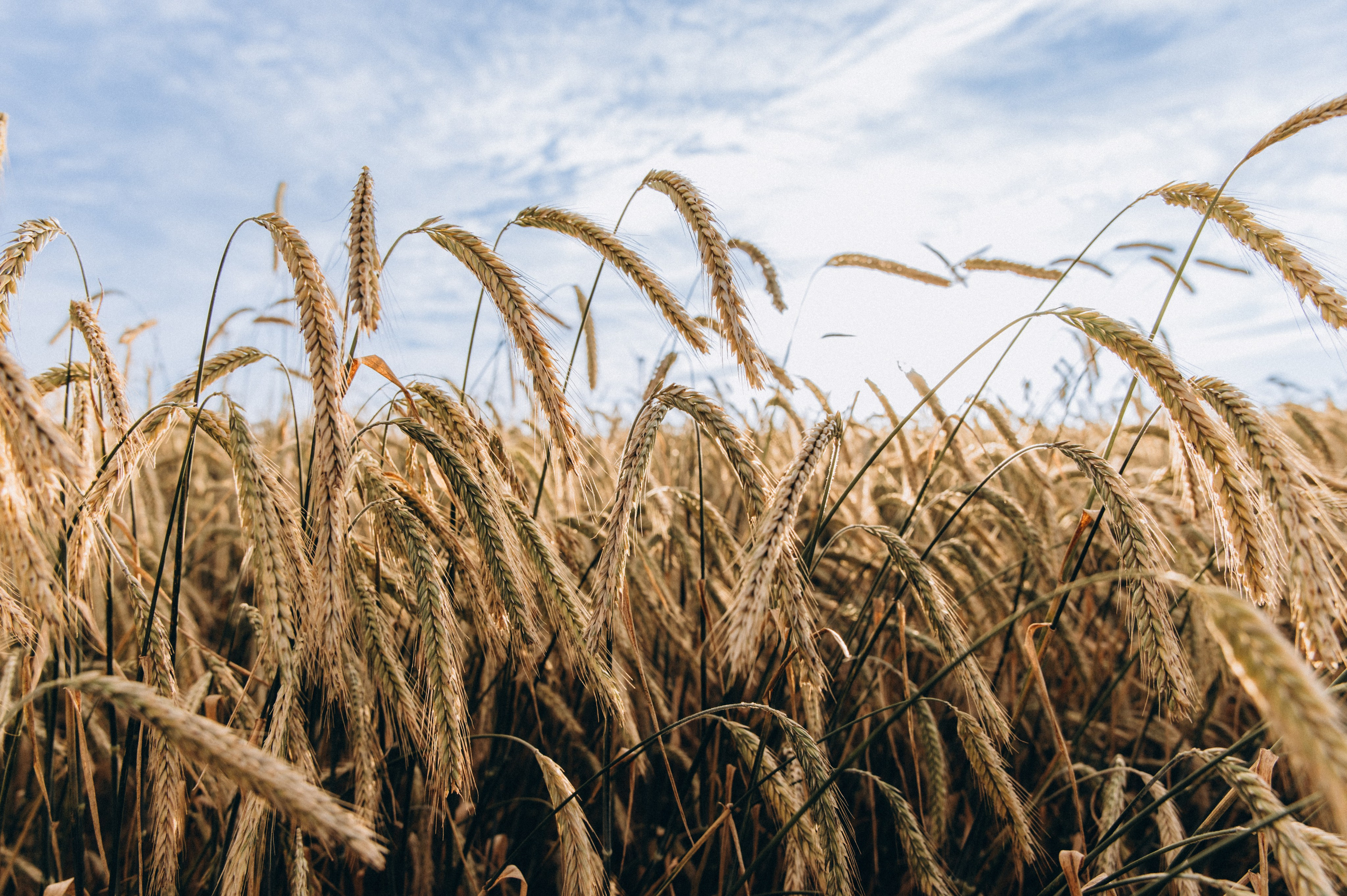 Sasha und Nika. Familien- und Hochzeitsfotografin. Ich arbeite in Koblenz und Rheinlan