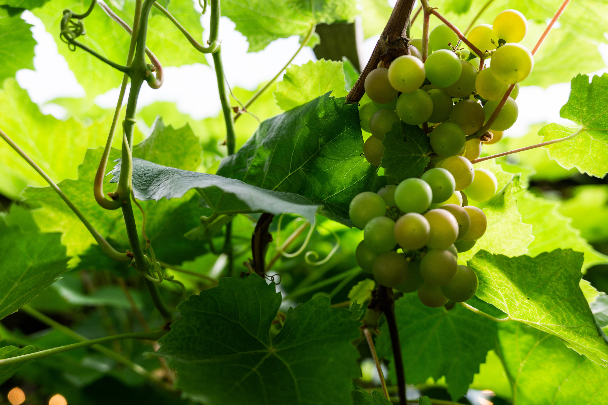 Kāzas Siltumnīcā. ROLFS VENDIŅŠ - KĀZU FOTOGRĀFS | Rīgā un visā Latvijā