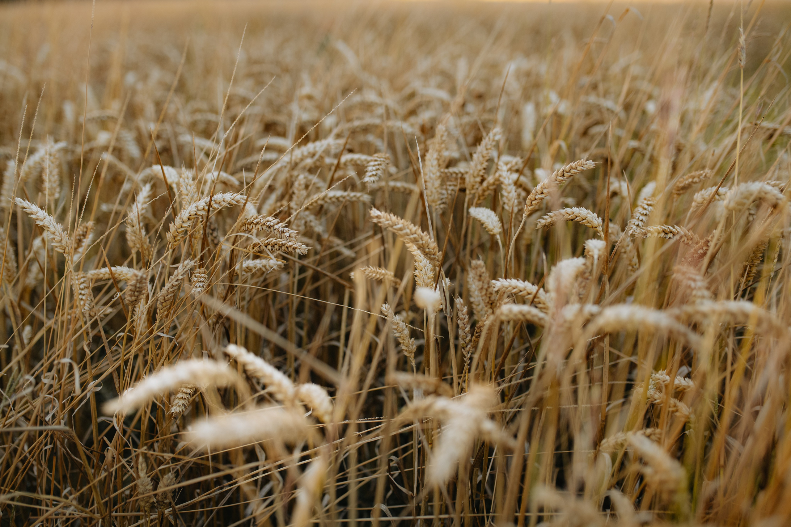 Summer in the countryside. Tania Gandrabur, photographer in West Midlands, England