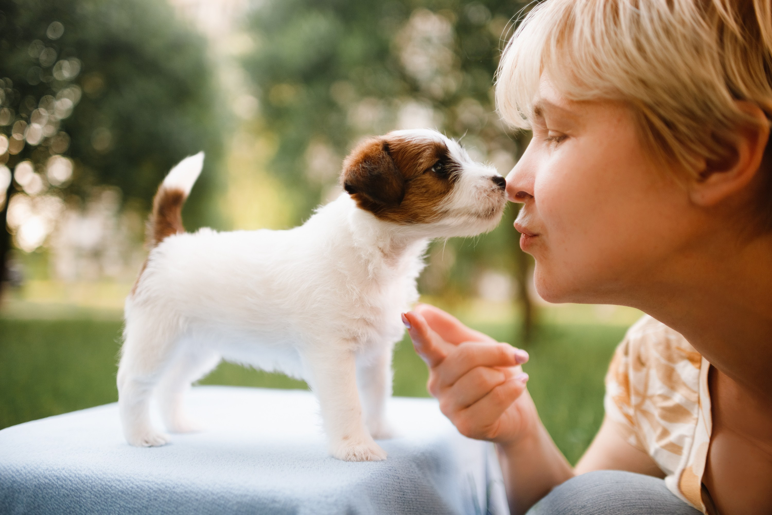 Jack russel puppies. Kaja | fotograf we Wrocławiu | ludzie i psy
