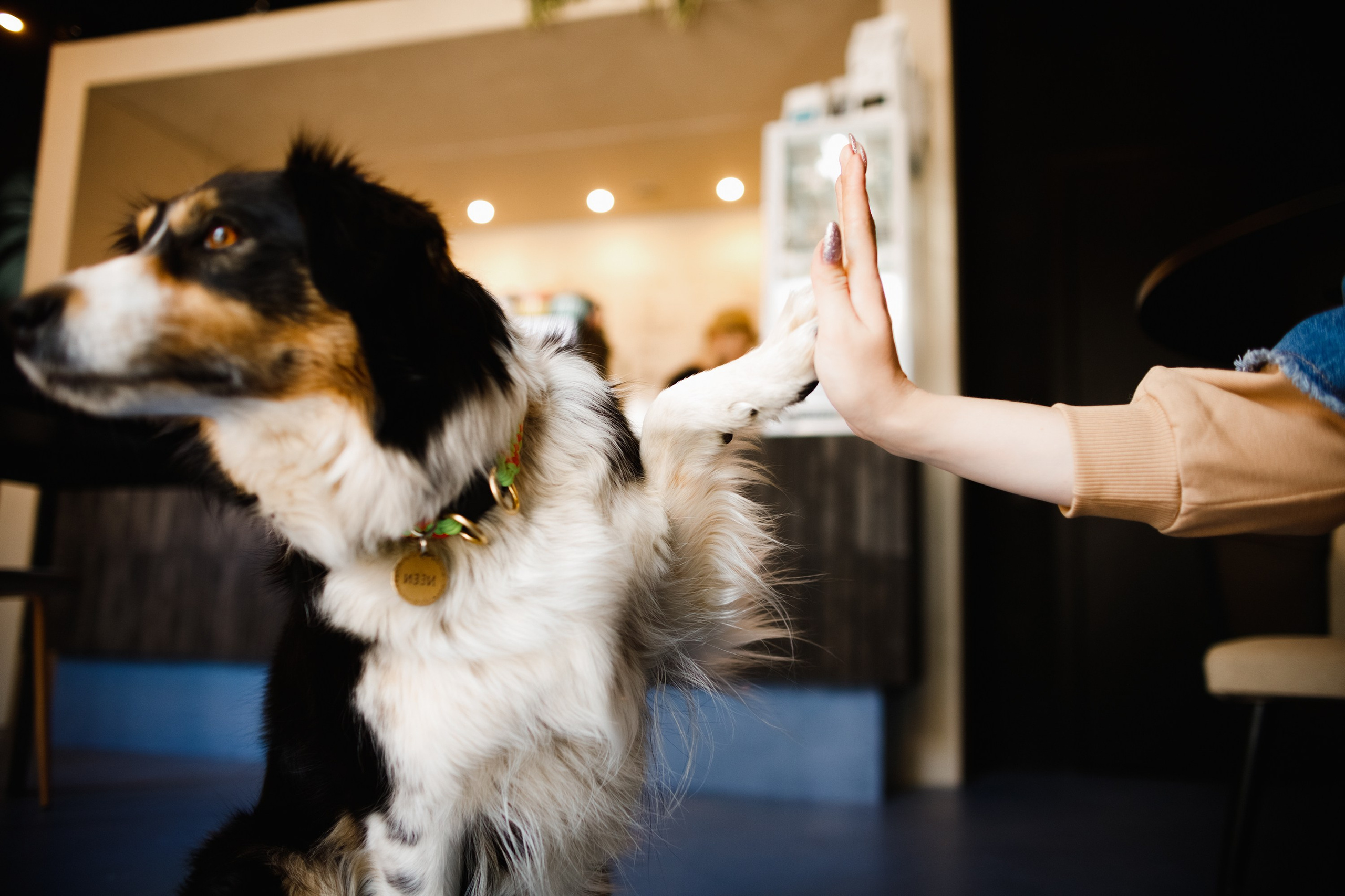 Dog trainer blog content. Kaja | fotograf we Wrocławiu | ludzie i psy