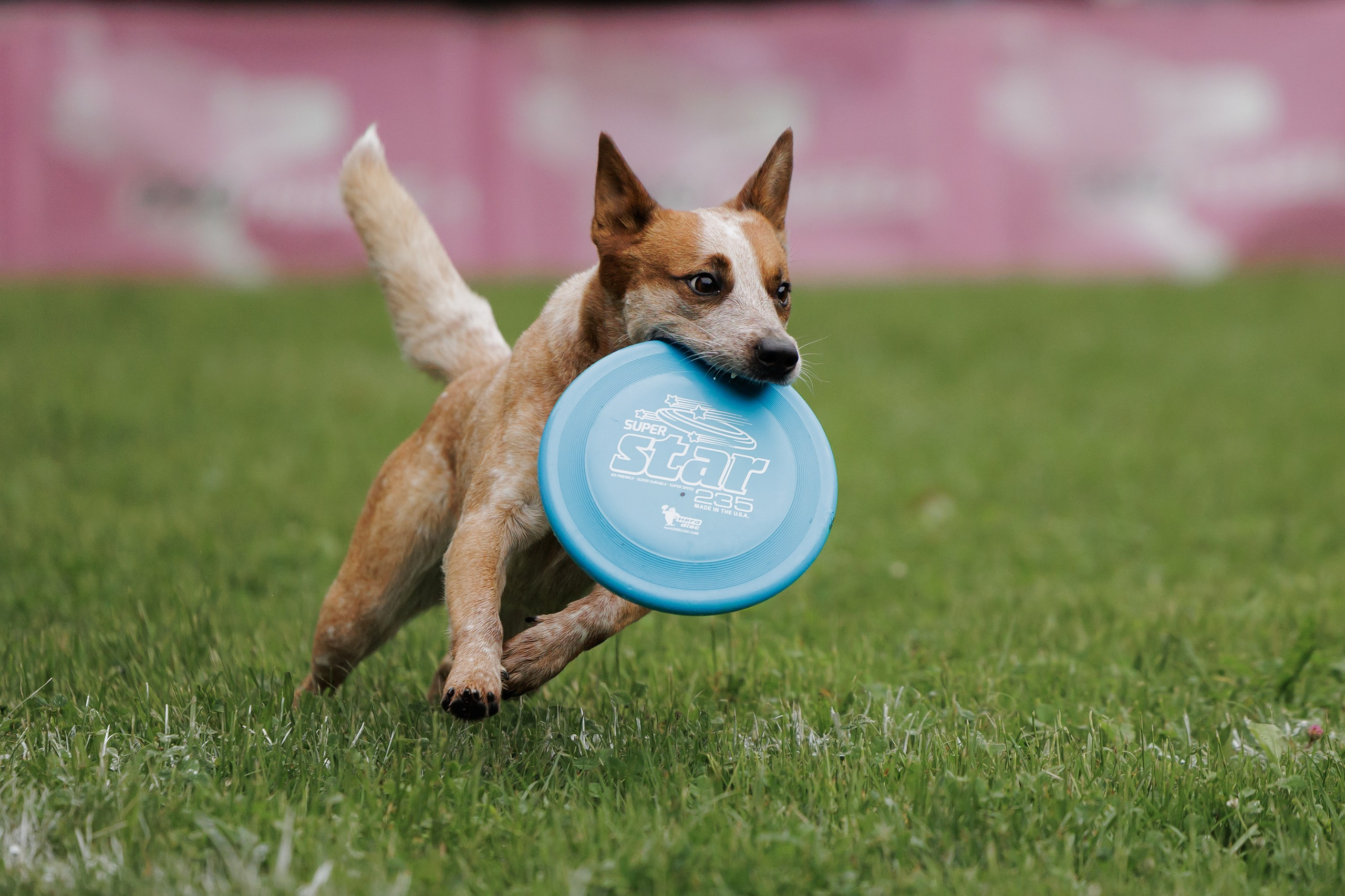 Latające psy, Wrocław'25. Kaja | fotograf psów we Wrocławiu