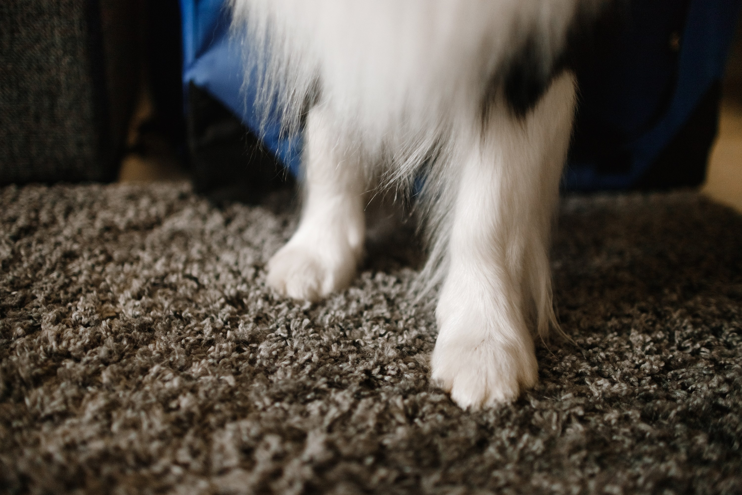 Evgenia & Richard. Kaja | fotograf we Wrocławiu | ludzie i psy