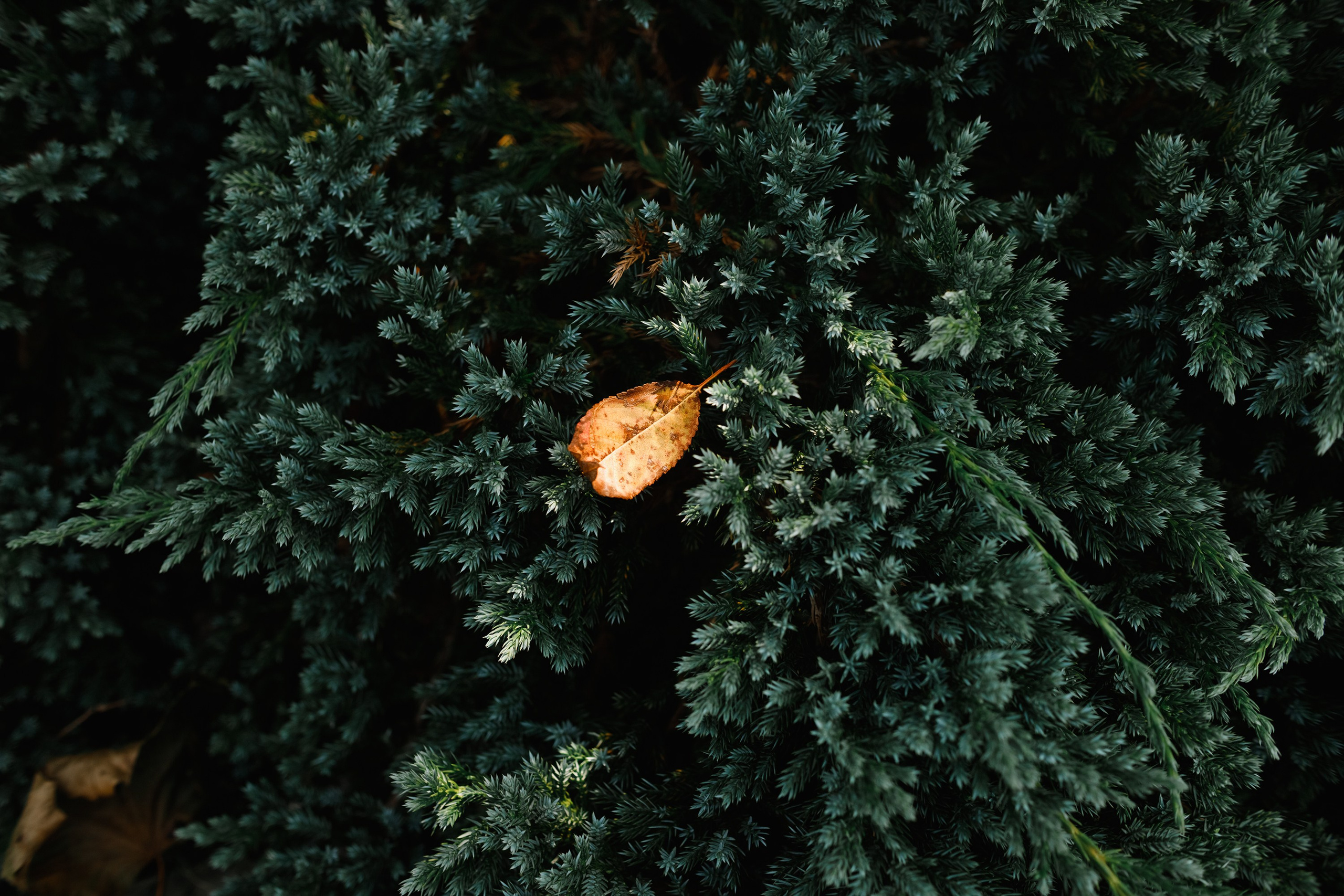 One small village in Grodno region. Kaja | fotograf we Wrocławiu | ludzie i psy