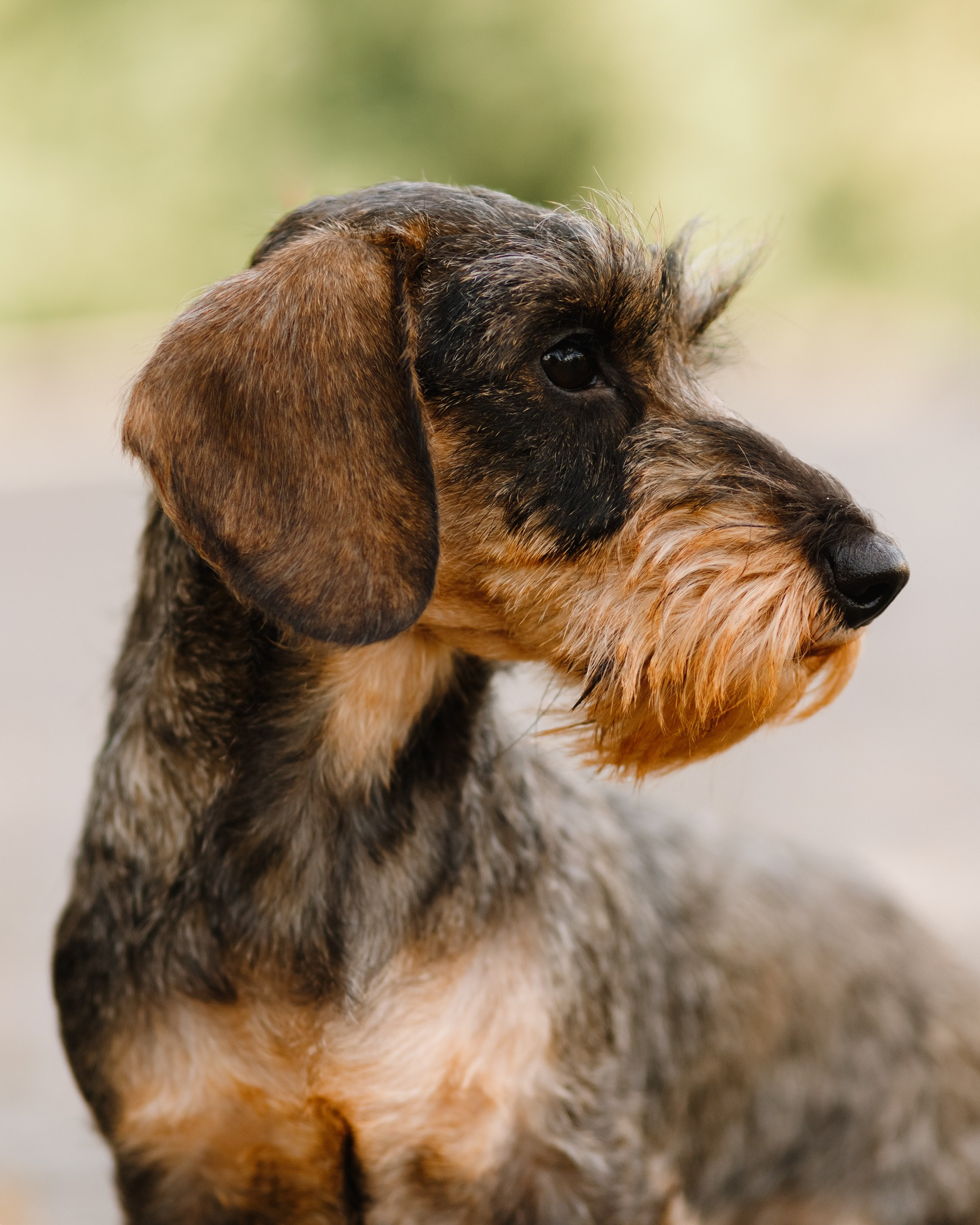 Summer photo day for dog handler. Kaja | fotograf we Wrocławiu | ludzie i psy