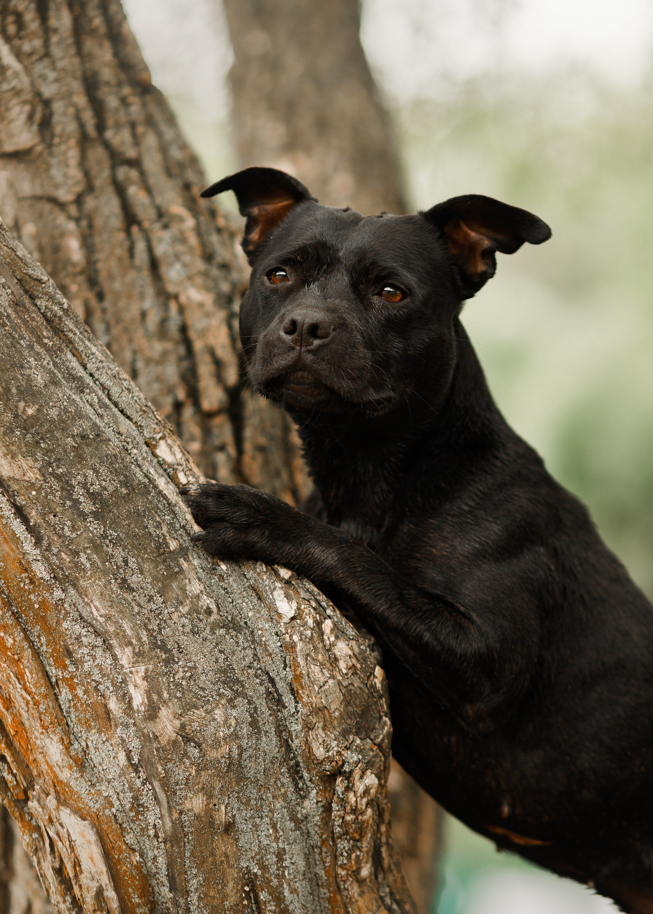 Staffy Yosia. Kaja | fotograf we Wrocławiu | ludzie i psy