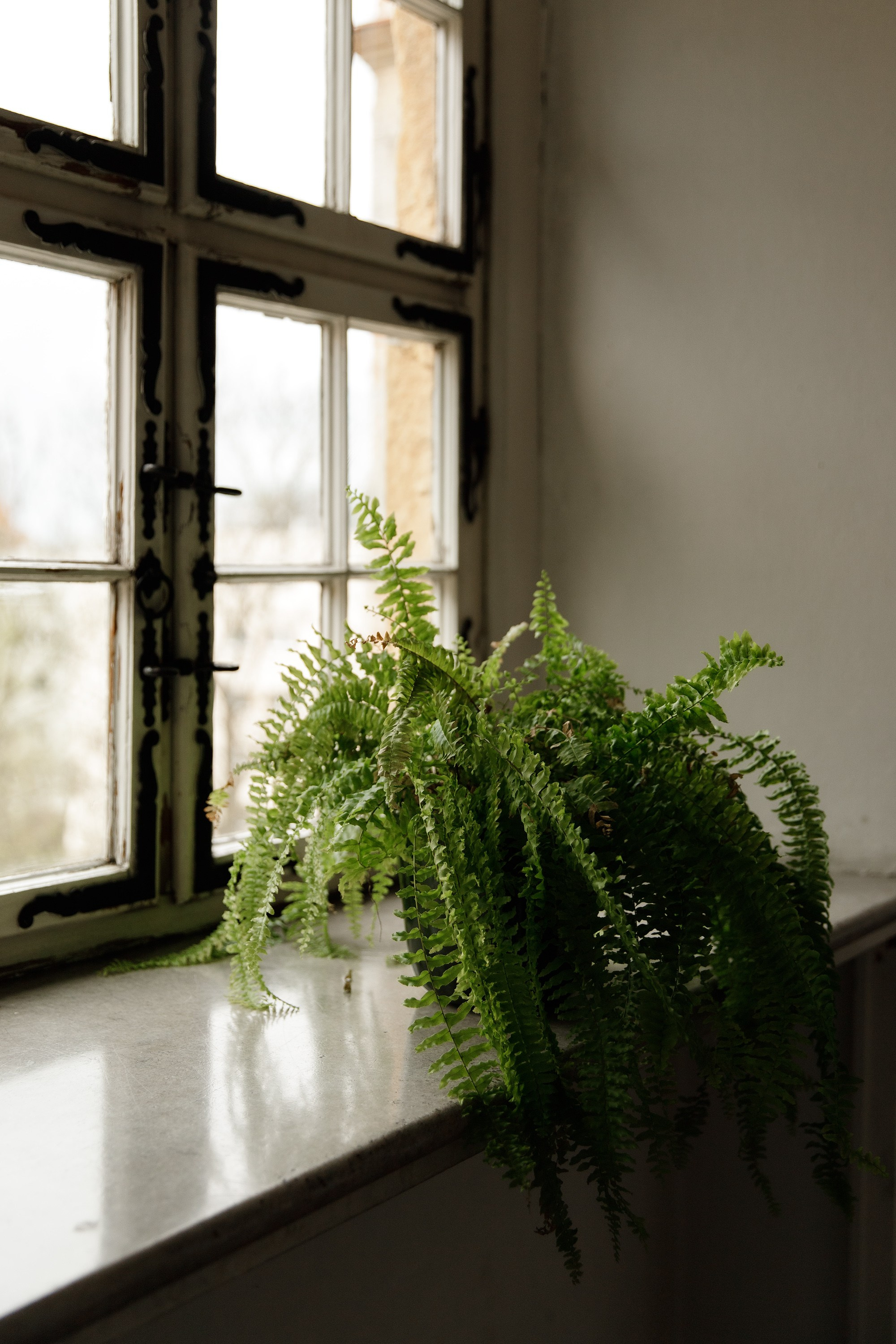 Oleśnica castle. Kaja | fotograf psów we Wrocławiu