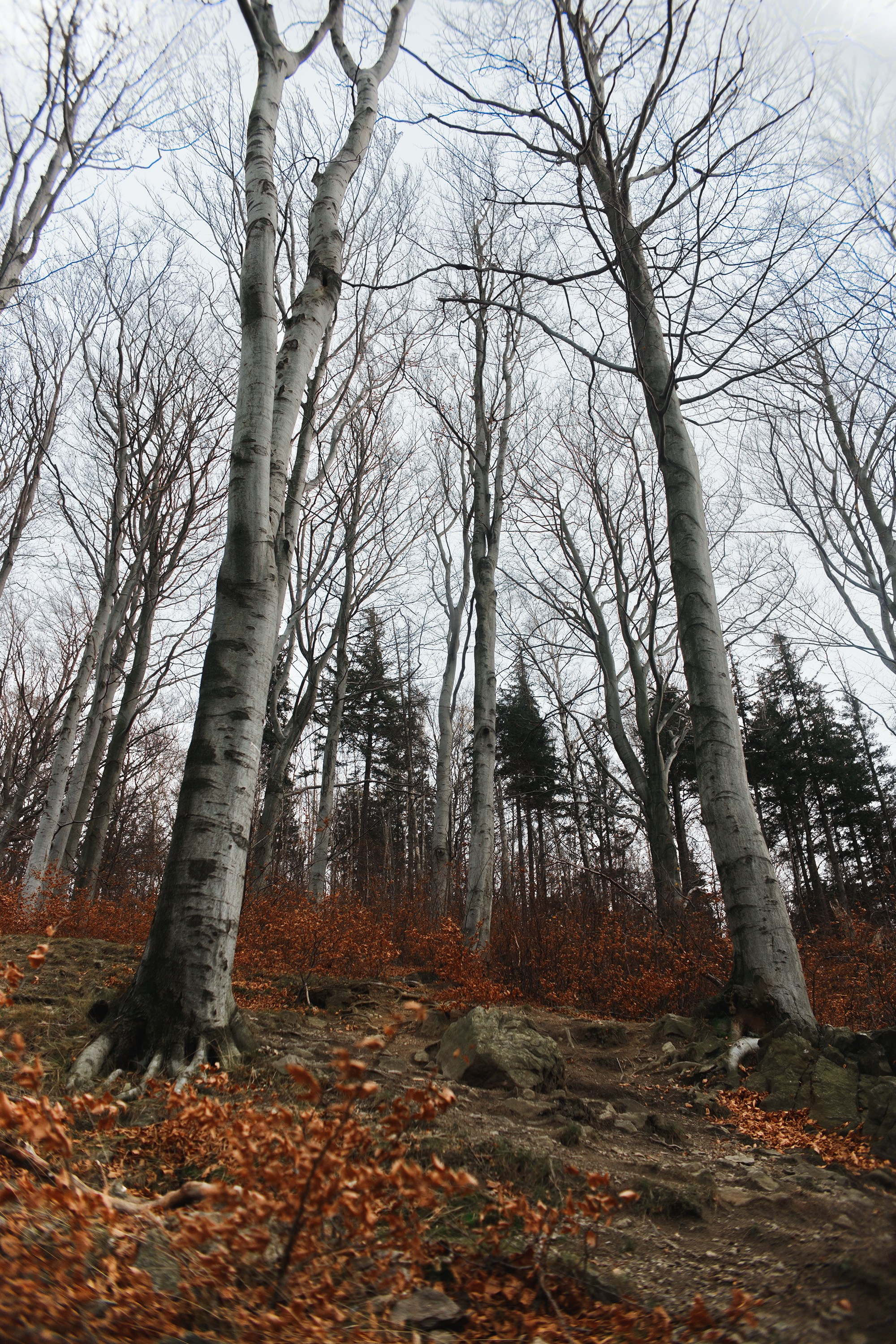 Sowie góry. Kaja | fotograf we Wrocławiu | ludzie i psy