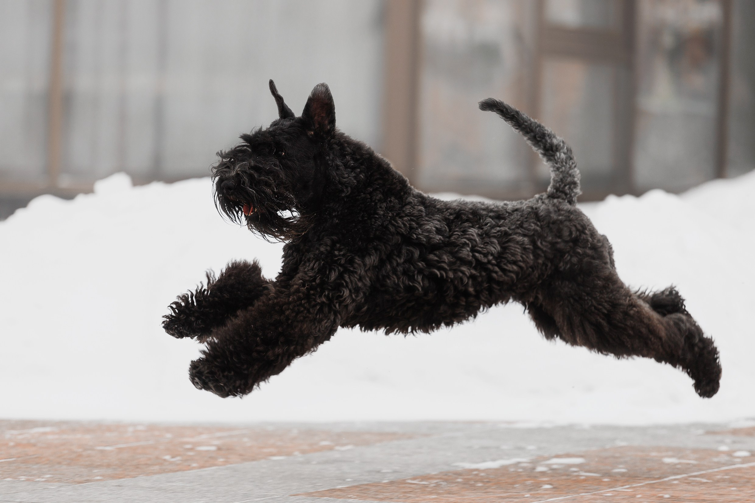 Kerry blue terrier & italian spinone. Kaja | fotograf we Wrocławiu | ludzie i psy
