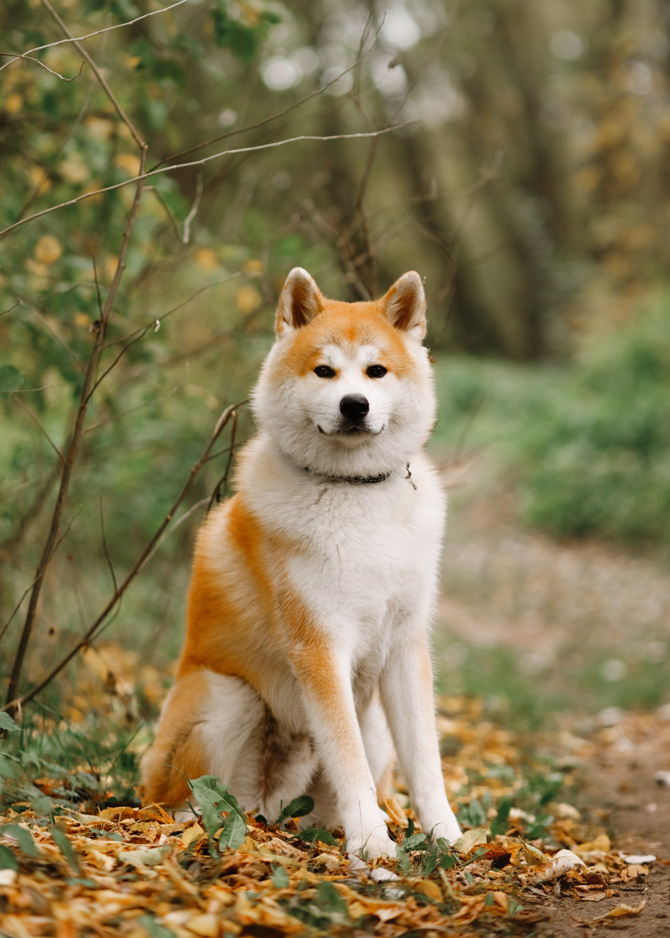 Maria & Kenji. Kaja | fotograf we Wrocławiu | ludzie i psy