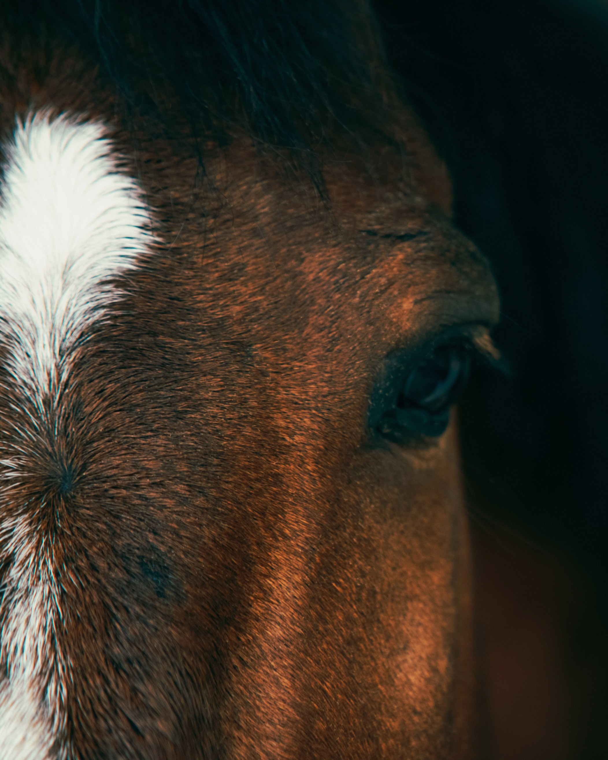 HORSES. Anastasiia Antoniuk portrait, family and couple photographer, Portugal