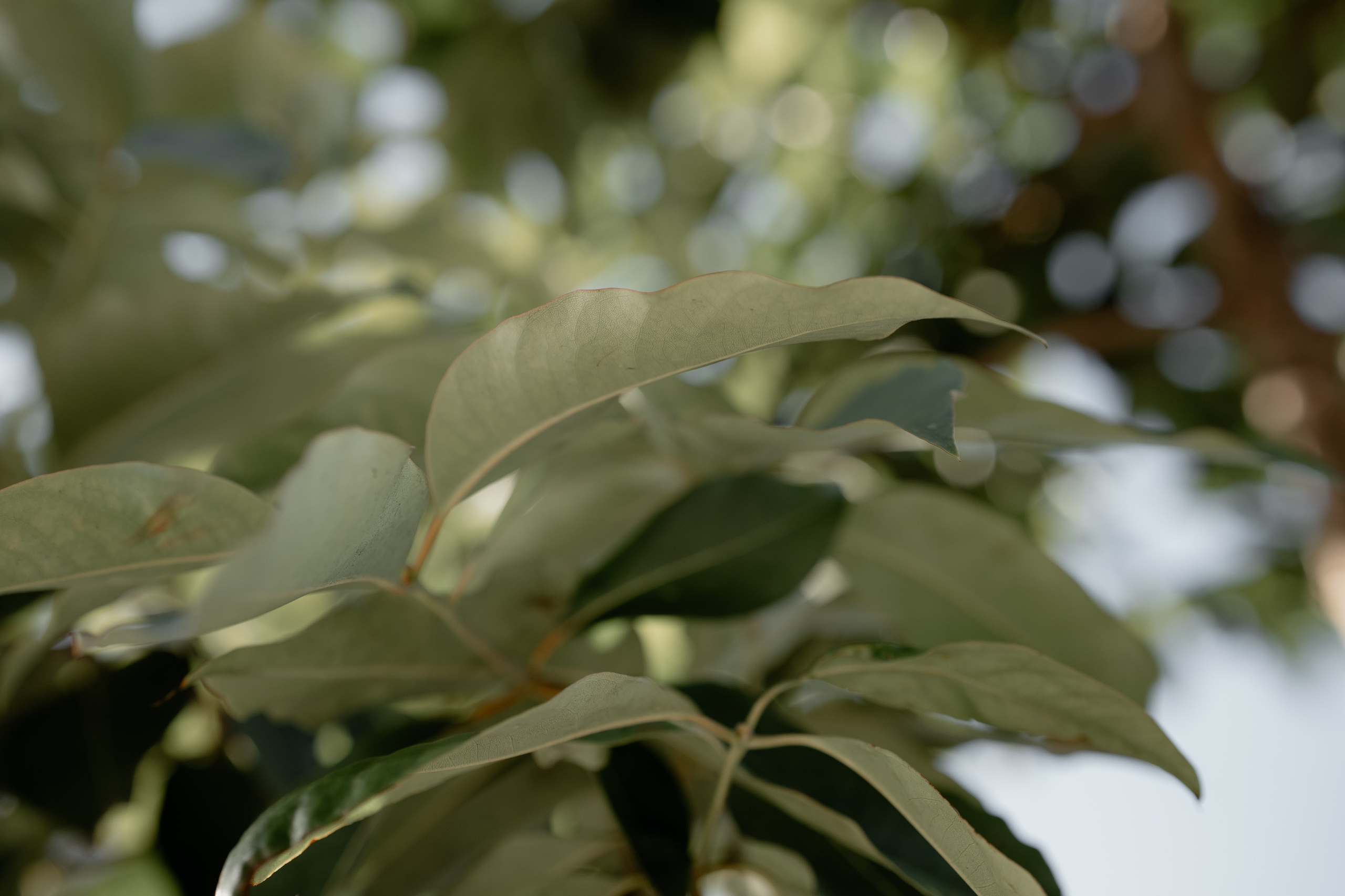 N & K. Orange County Wedding Photographer & Videographer | Candid & Timeless Wedding Photo + Video | Italiantsev