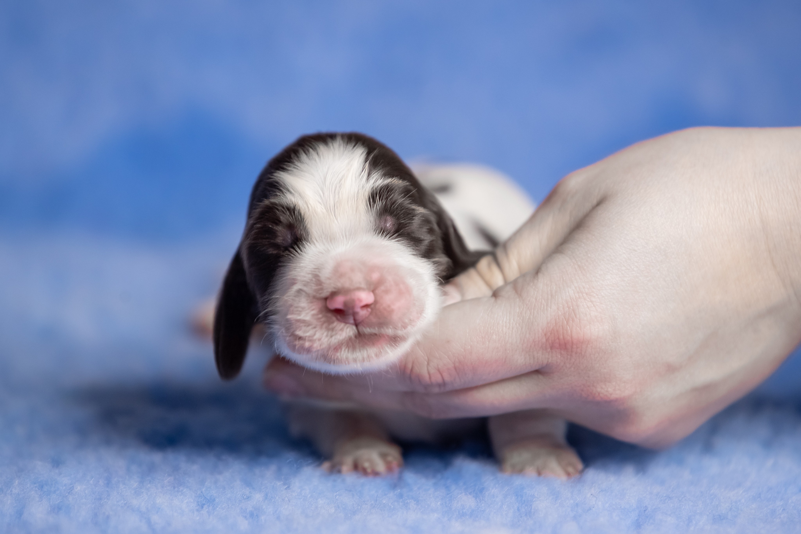 Male — Blue collar 💙. Website of the titled stud dog of the Springer Spaniel breed