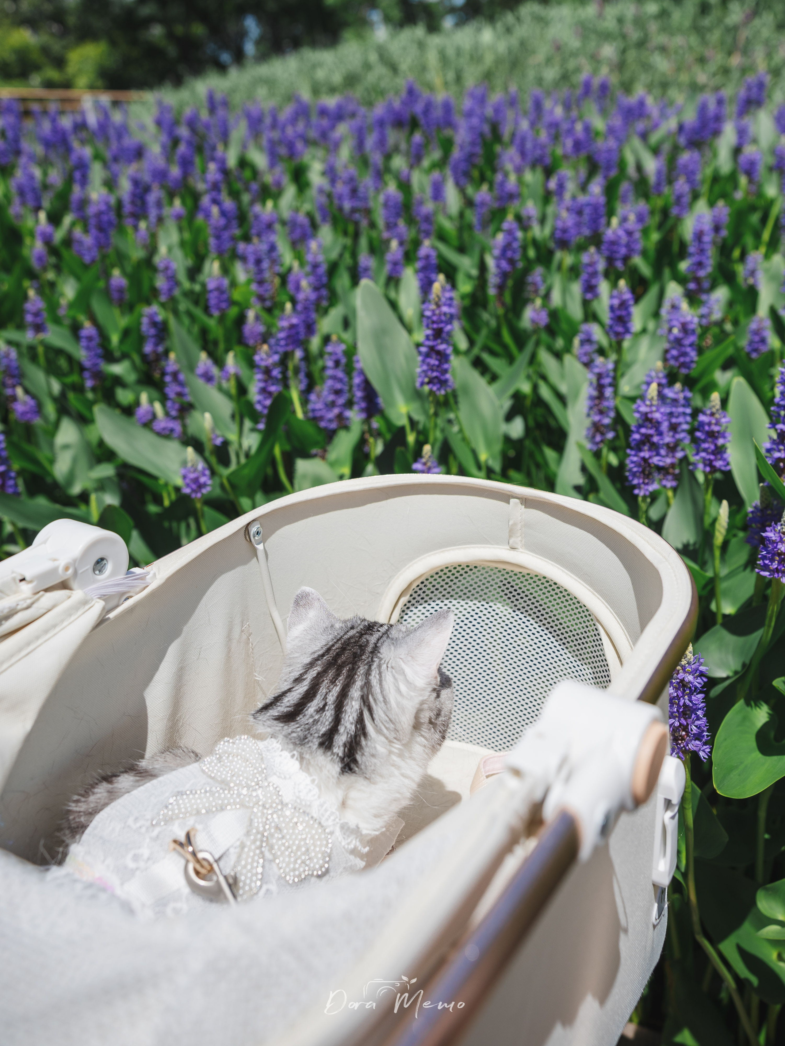 A cat in a stroller gazing at purple flowers in a park, curious and peaceful 