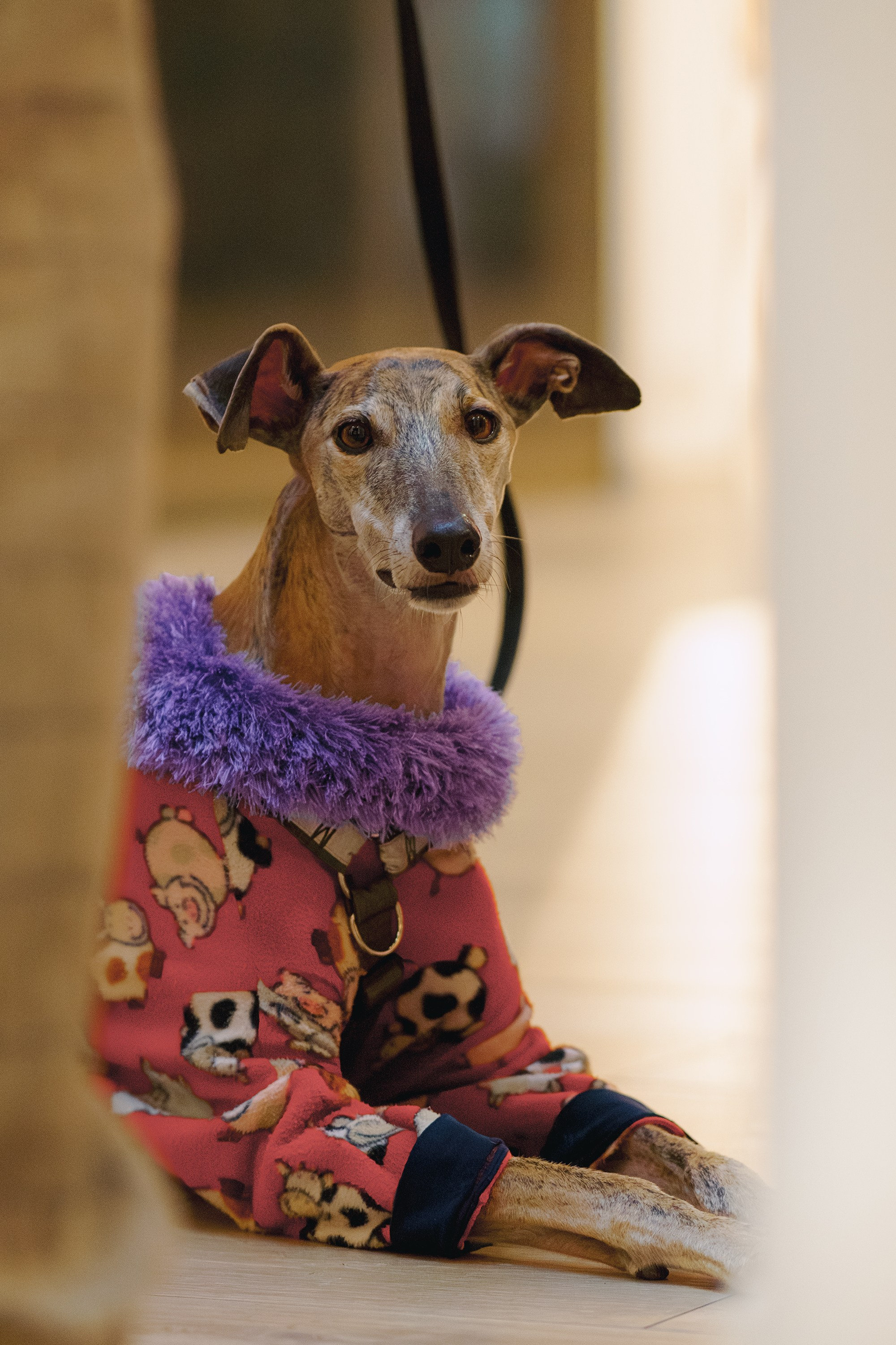 GalgoTreff / Solaris keskus 16 november. Kat Laisaar — Pet photographer in Tallinn