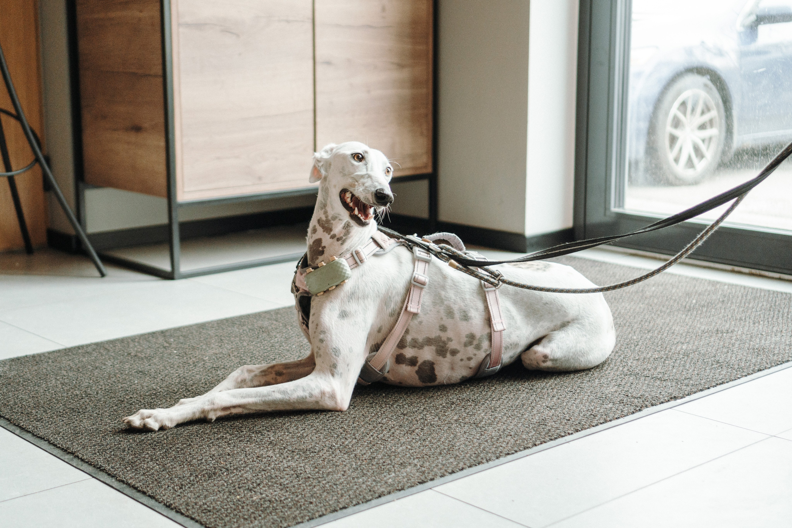 GalgoTreff / Mia Pagar 1 may, 2025. Kat Laisaar — Pet photographer in Tallinn