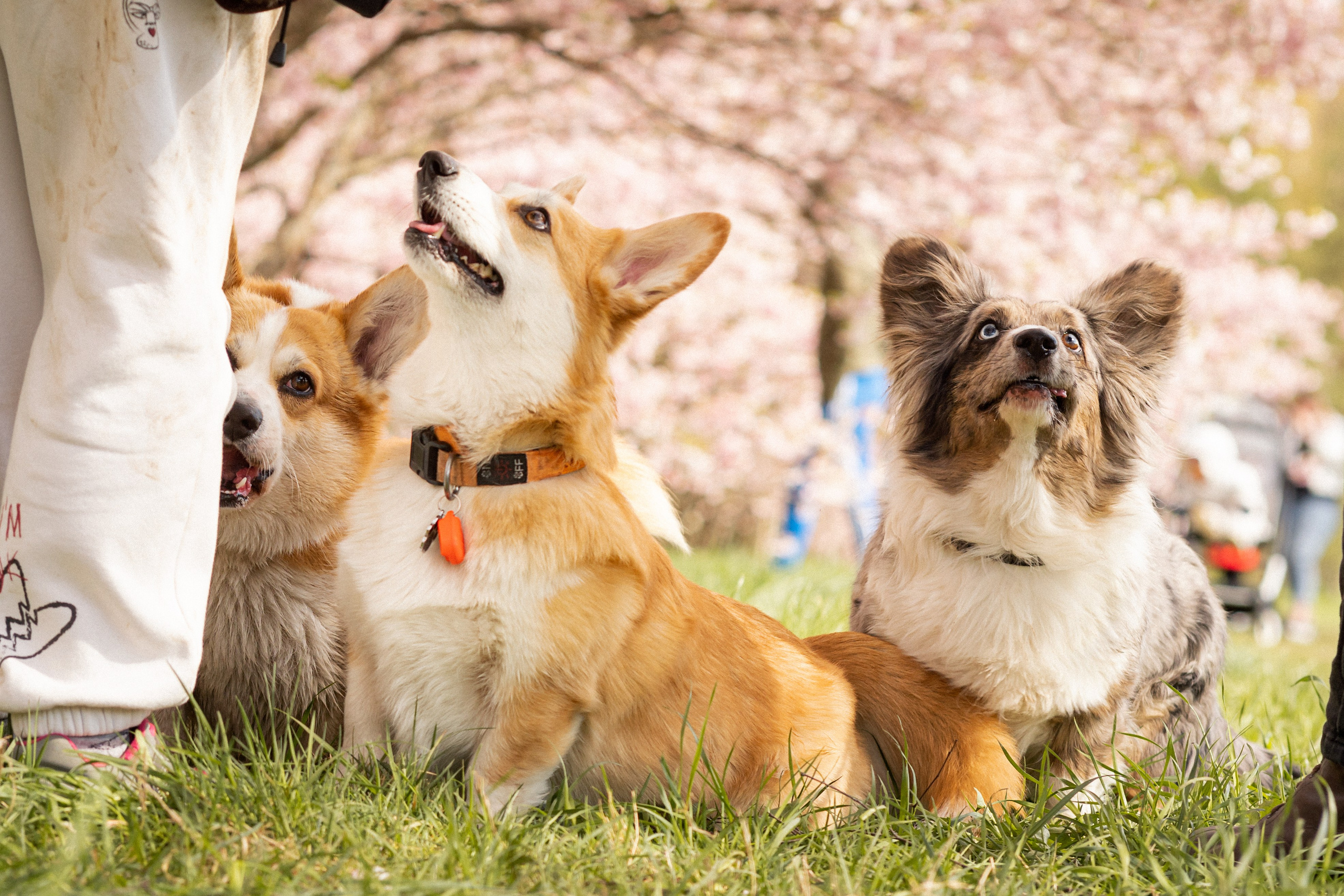 Corgis in Sakura blossom. Kat Laisaar — Pet photographer in Tallinn