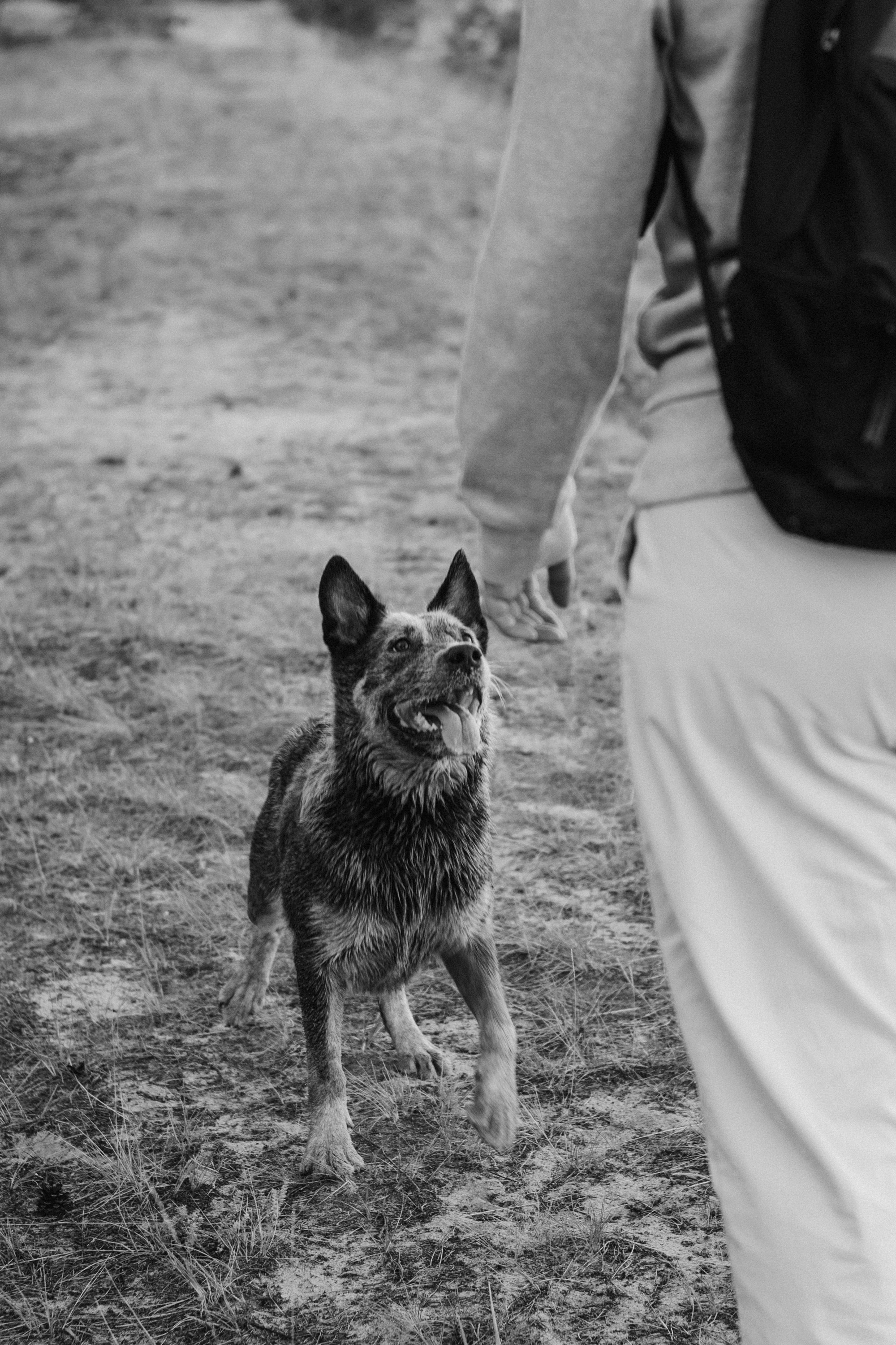 Dakota, Australian Cattle Dog. Kat Laisaar — Pet photographer in Tallinn