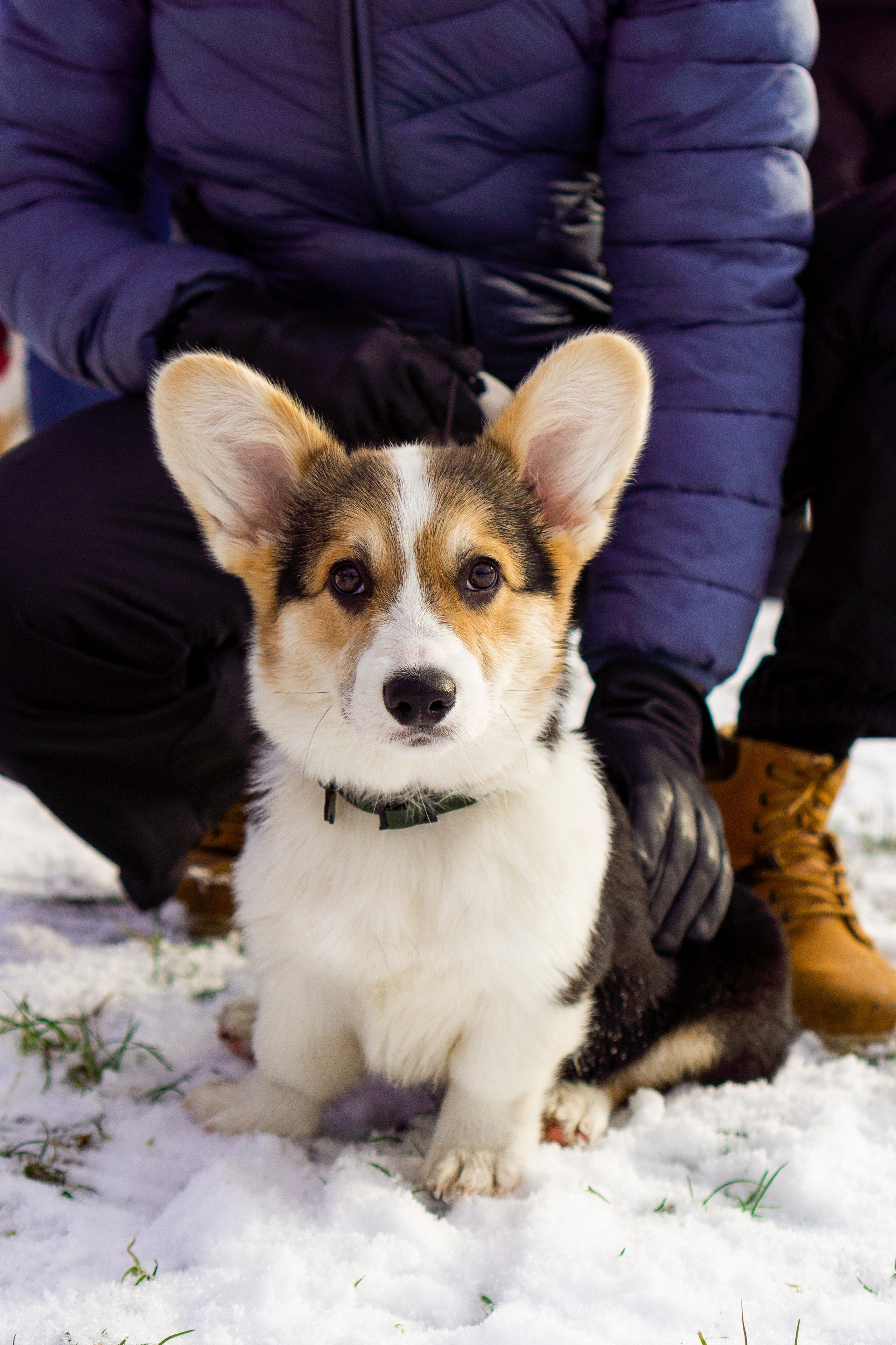 Corgi party, 23 feb. 2025. Kat Laisaar — Pet photographer in Tallinn