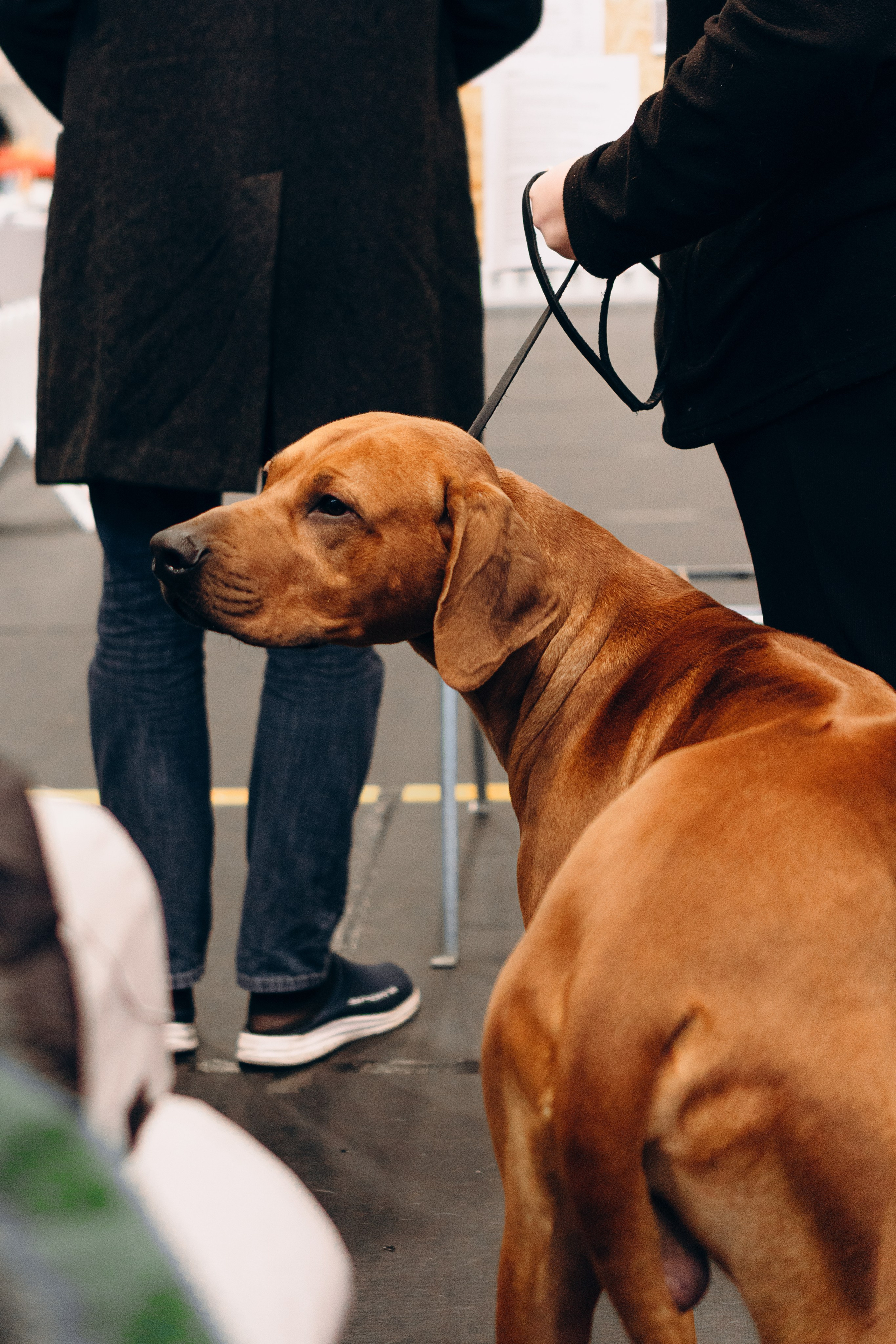 Pärnu dog weekend photo report. Kat Laisaar — Pet photographer in Tallinn