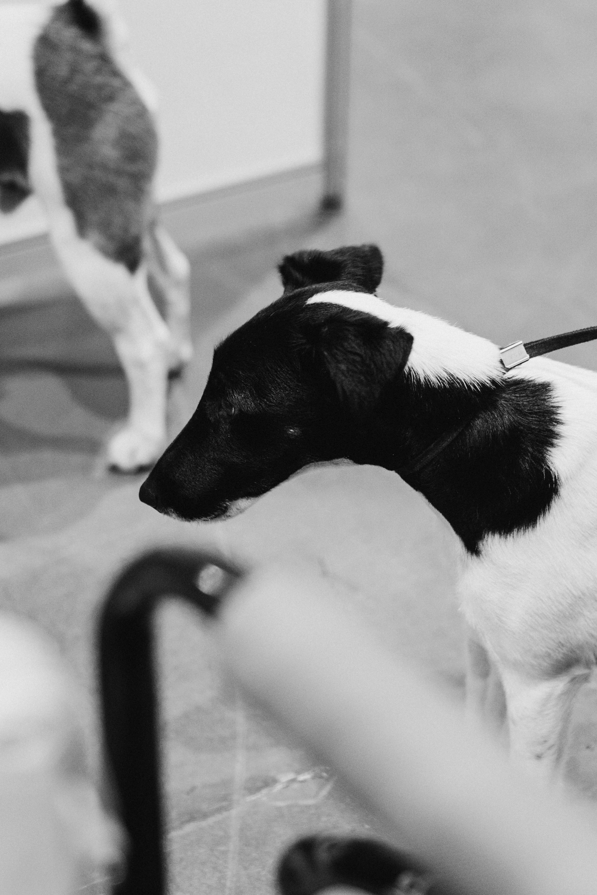 Tartu International Dog Show. Kat Laisaar — Pet photographer in Tallinn