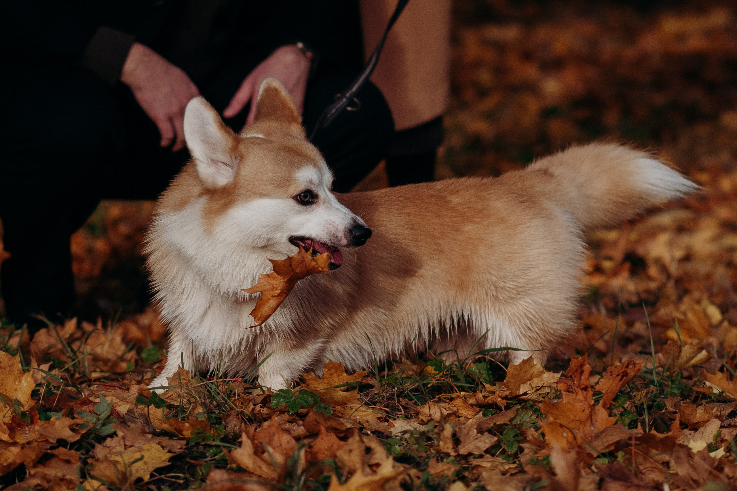Liisa, Alexander & Marsel. Фотограф-анималист в Таллинне, Катя Лайсаар