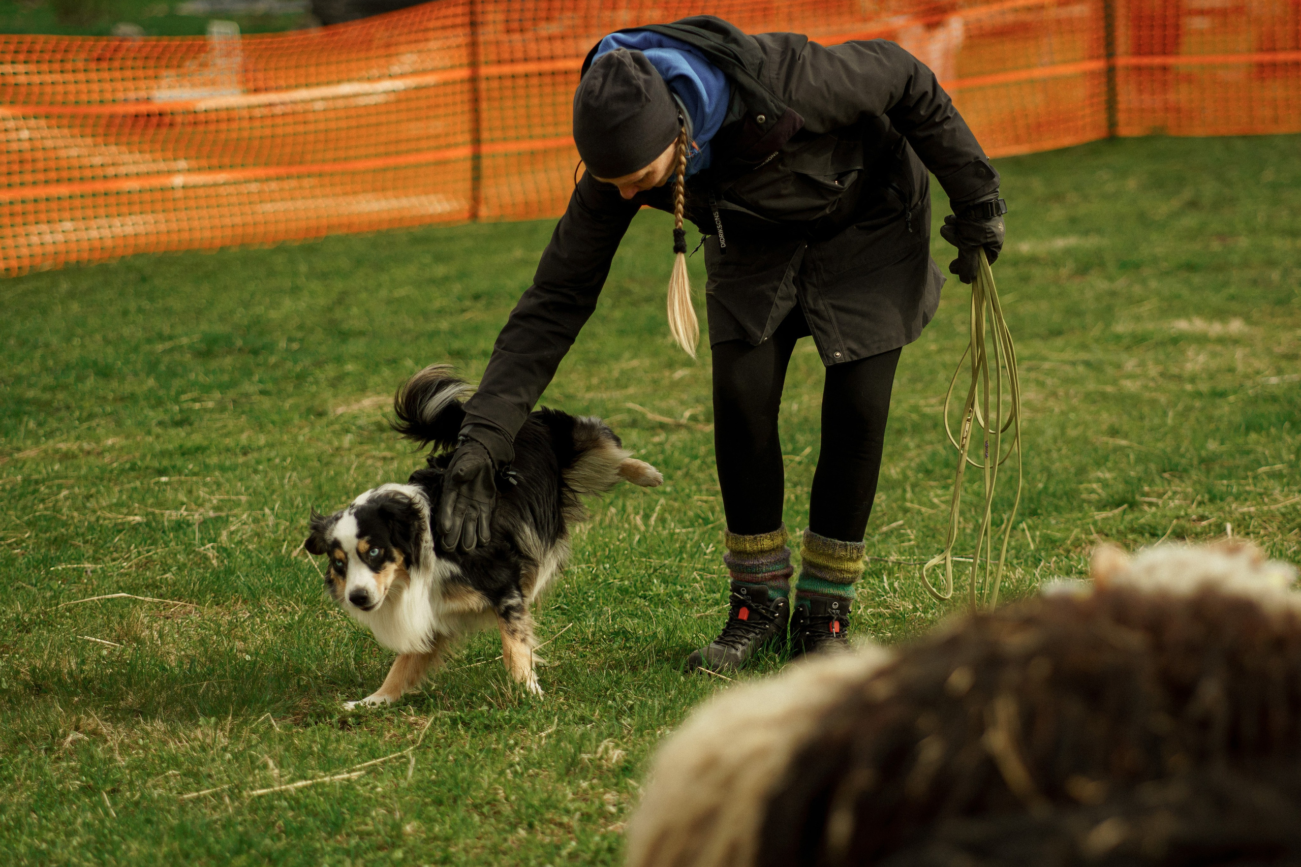 Herding Days, 26 apr. 2025. Kat Laisaar — Pet photographer in Tallinn