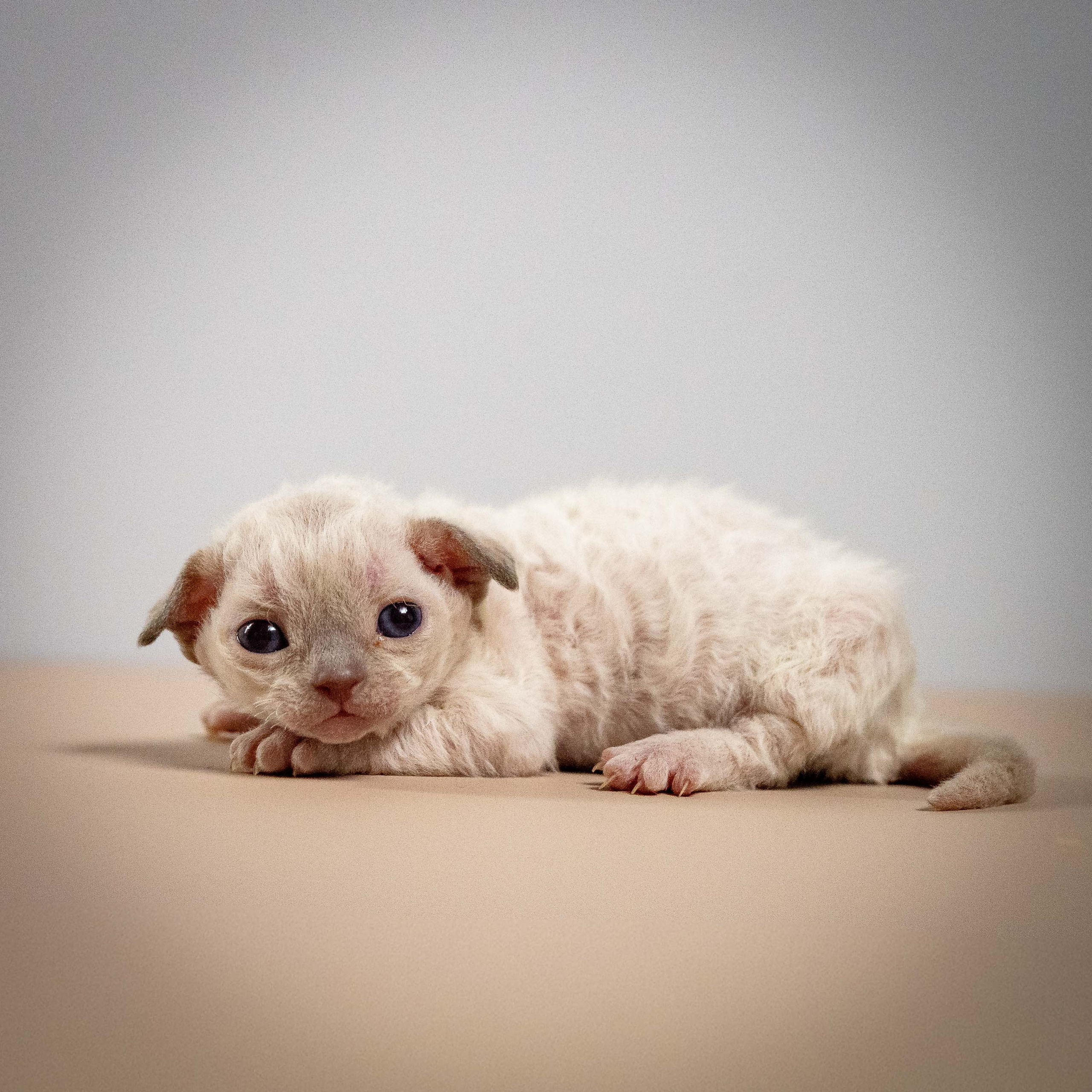 Mila, girl, born 01.15.26. Devon Rex Pixie Cattery