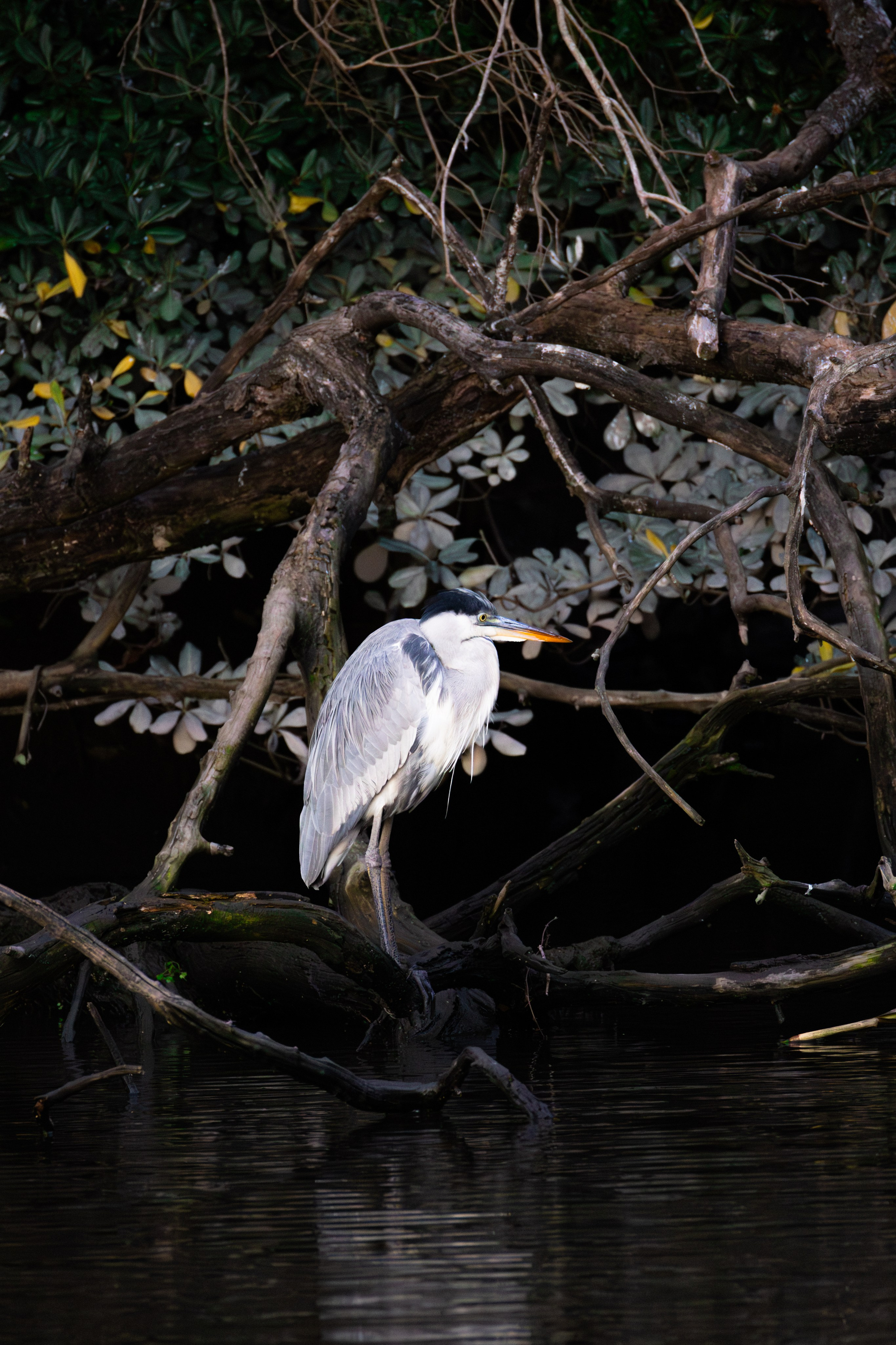 WildLife. Фотограф в Буэнос-Айресе