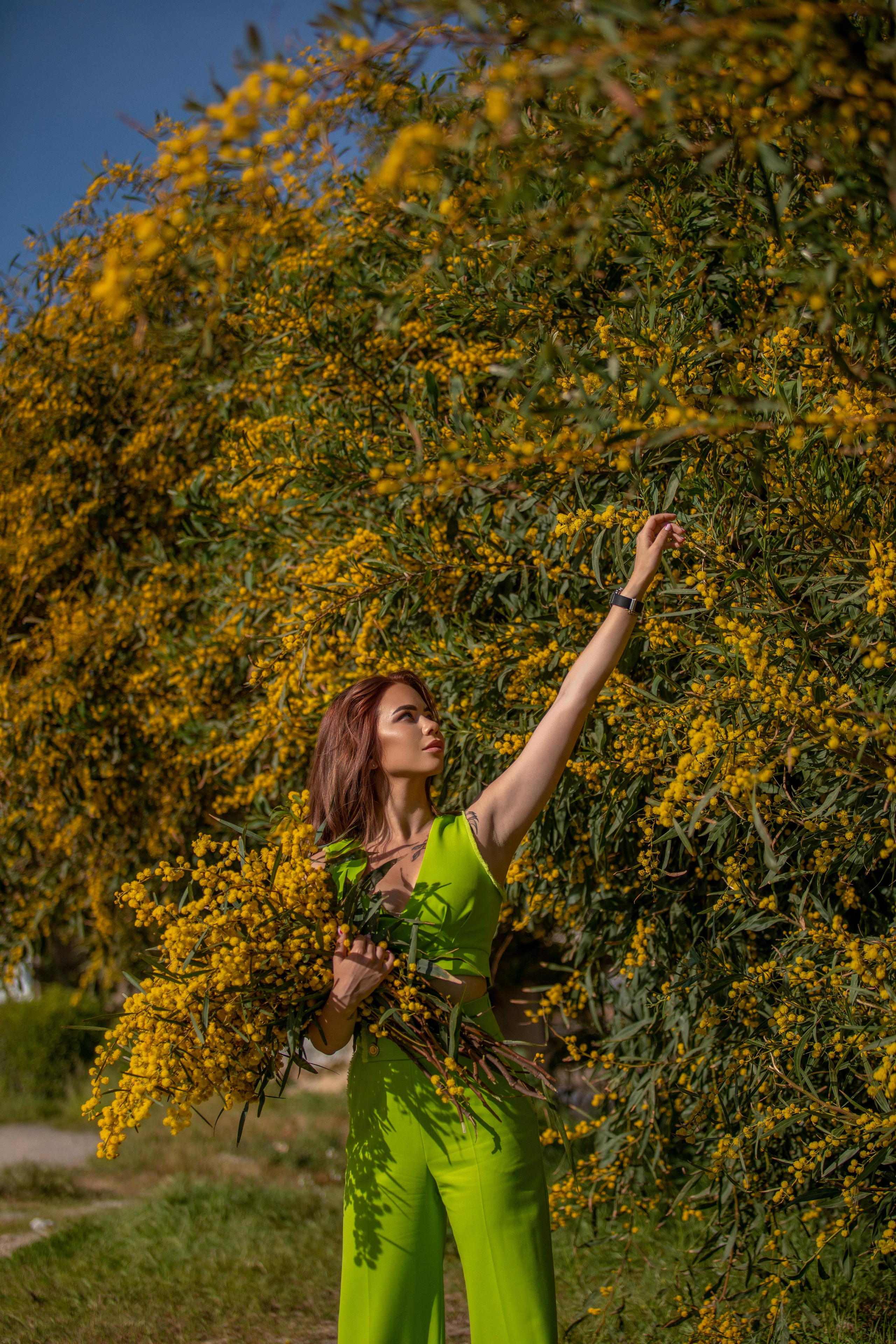 Мимоза. Фотограф в Турции | Алания, Сиде, Белек, Анталия, Кемер)