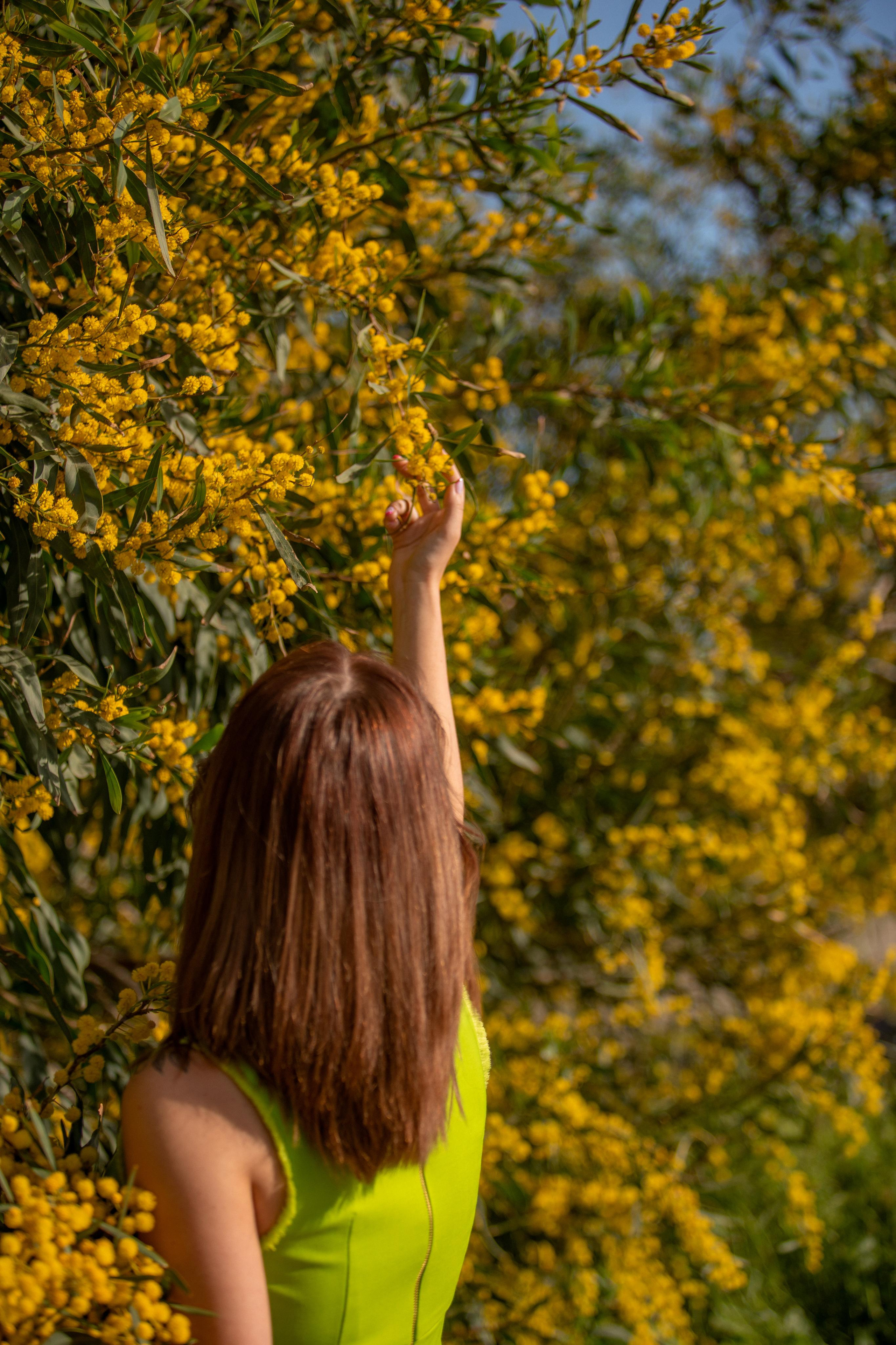 Мимоза. Фотограф в Турции | Алания, Сиде, Белек, Анталия, Кемер)