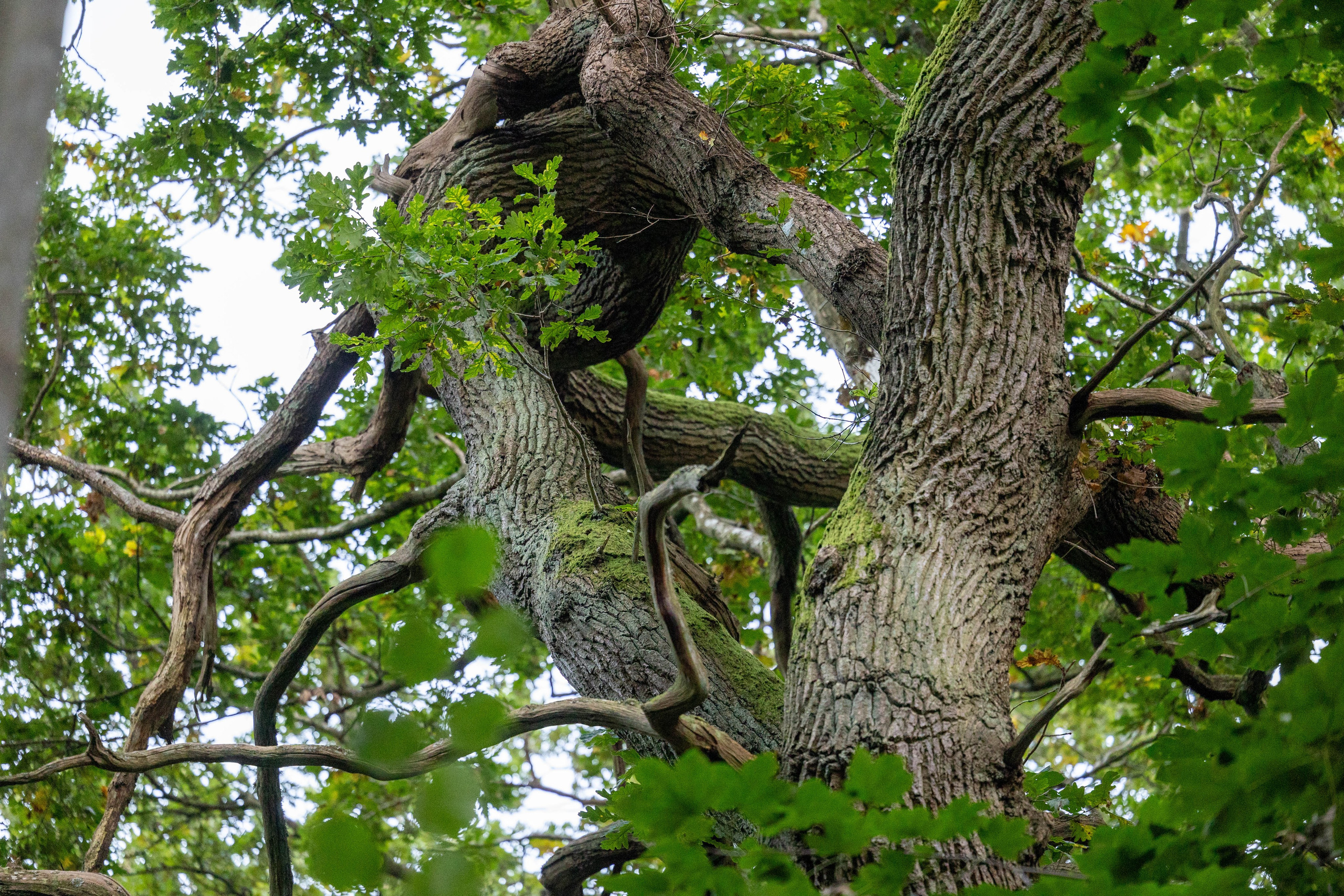Efterår. Fotograf Aarhus | Portrætfoto Århus | Flotte billeder
