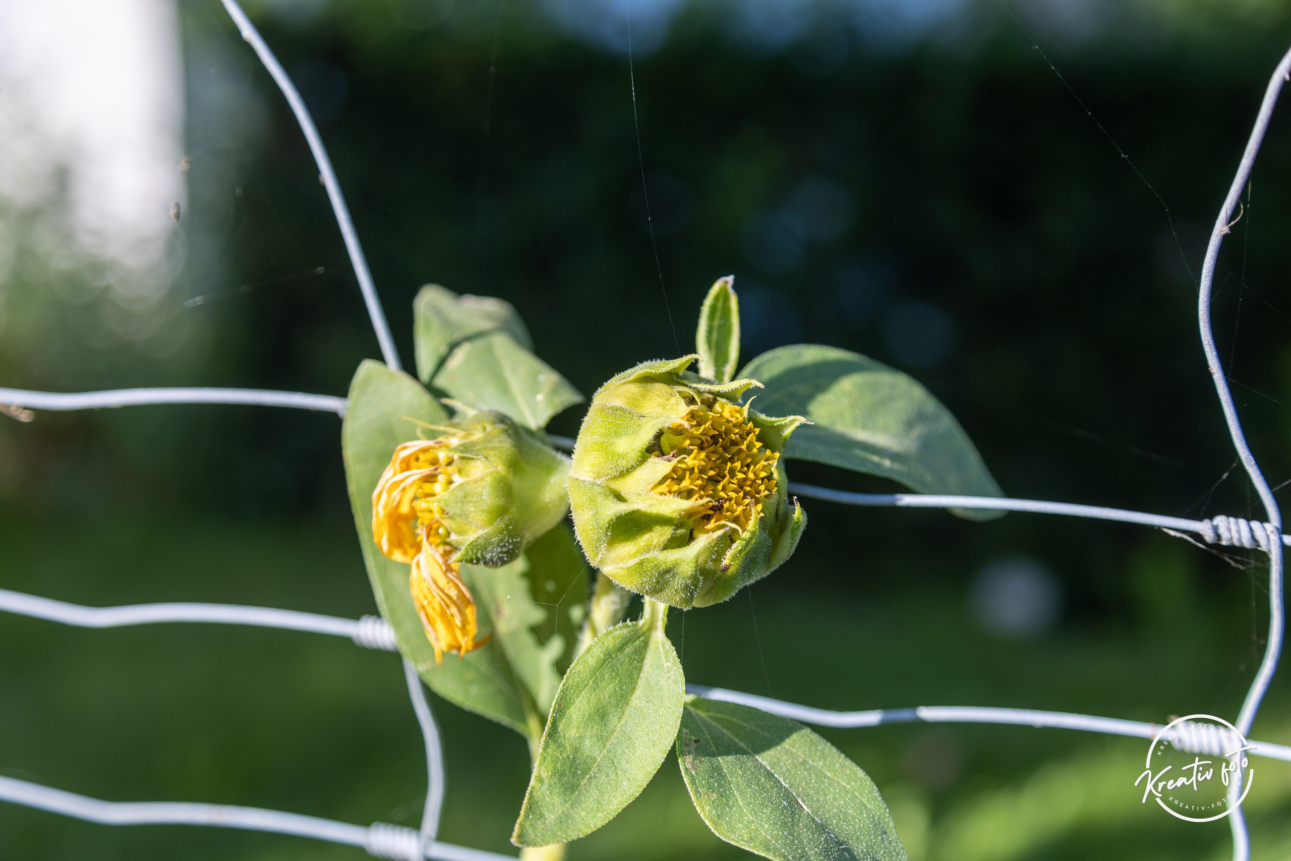 Sommer. Fotograf Aarhus | Portrætfoto Århus | Flotte billeder