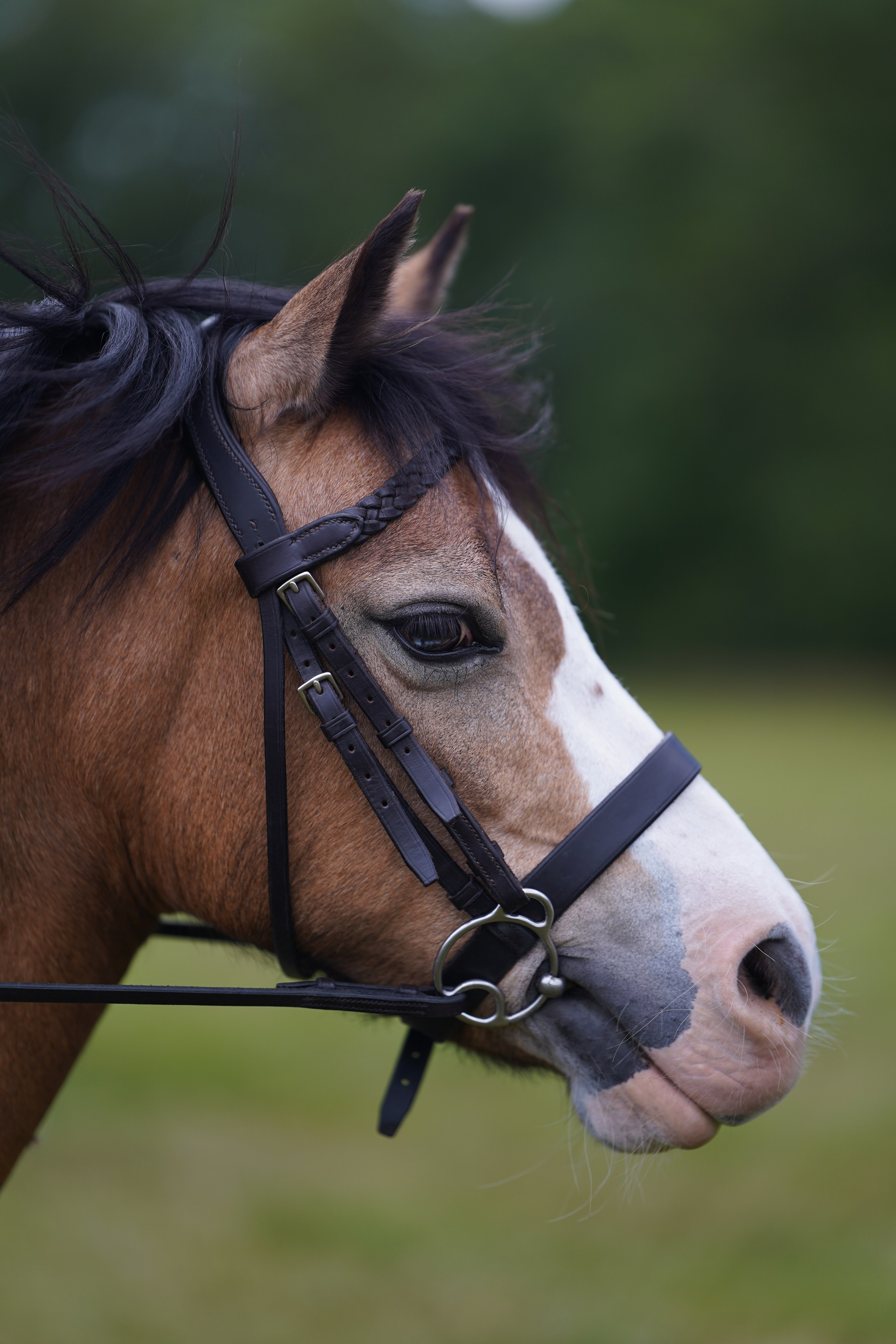 Headshots. Leicestershire Equine Photography by El | Authentic Equine Portraits & Events