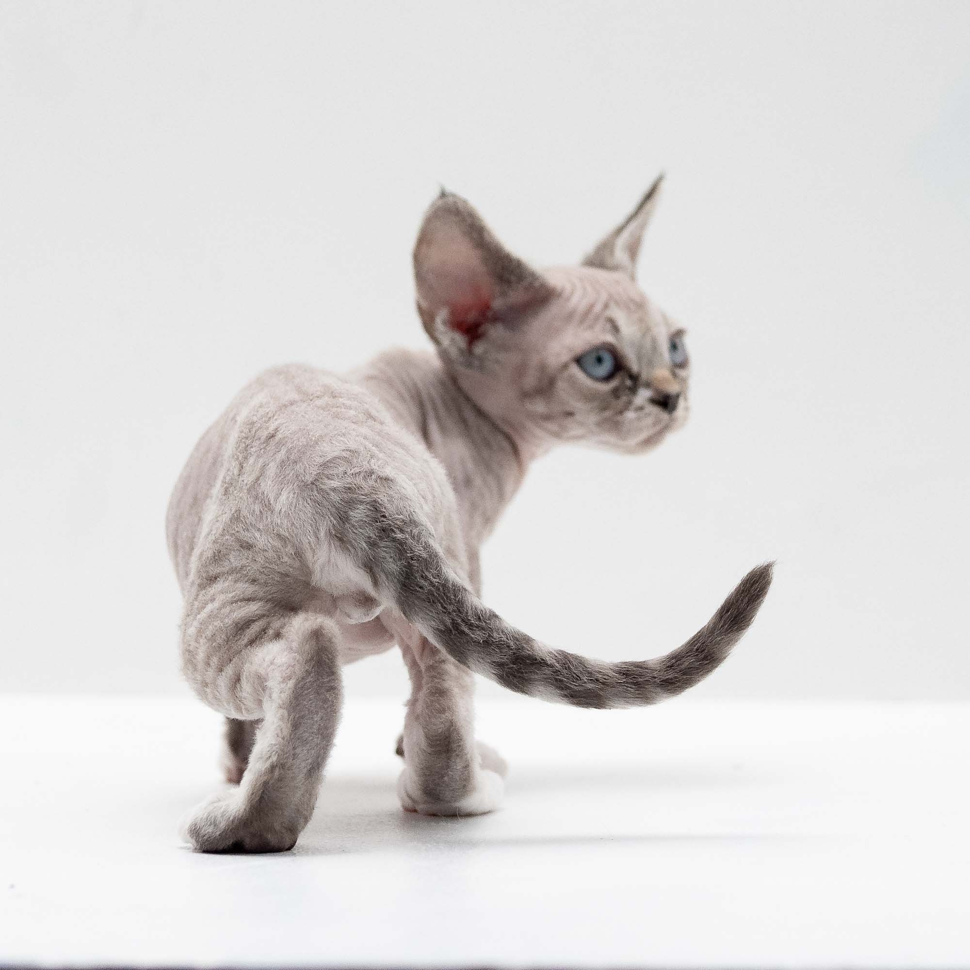 Finn,  boy, born on 01.01.25. Devon Rex Pixie Cattery