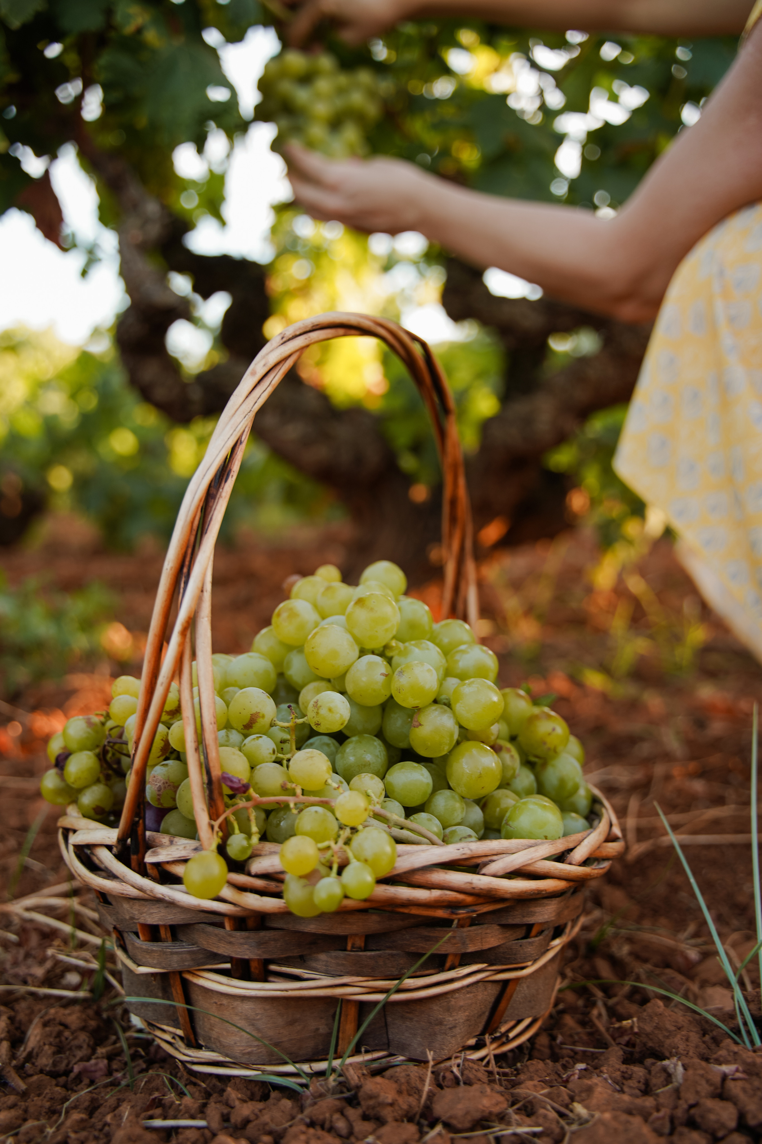 Фотосессии в виноградниках. Индивидуальный, семейный, свадебный фотограф Бенидорм Диана Меметова