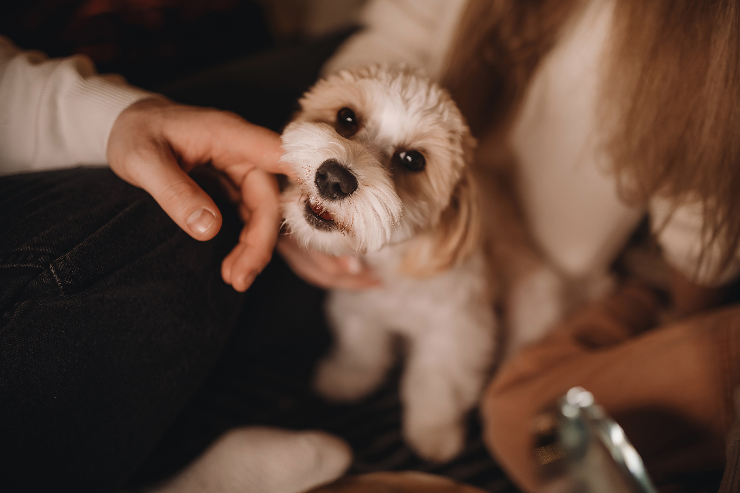 12142021 Christmas Photoshoot 14. Wedding family event photographer in Chicago Nick Yushevich