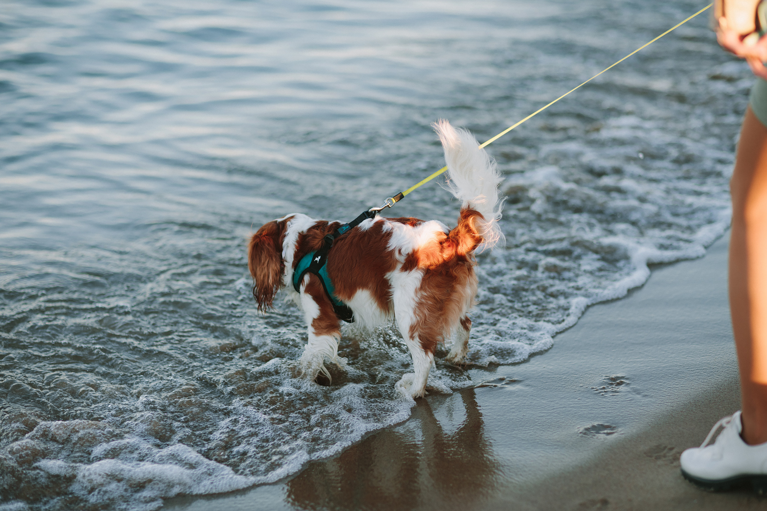10.18.2021 Walk in Chicago. Wedding family event photographer in Chicago Nick Yushevich