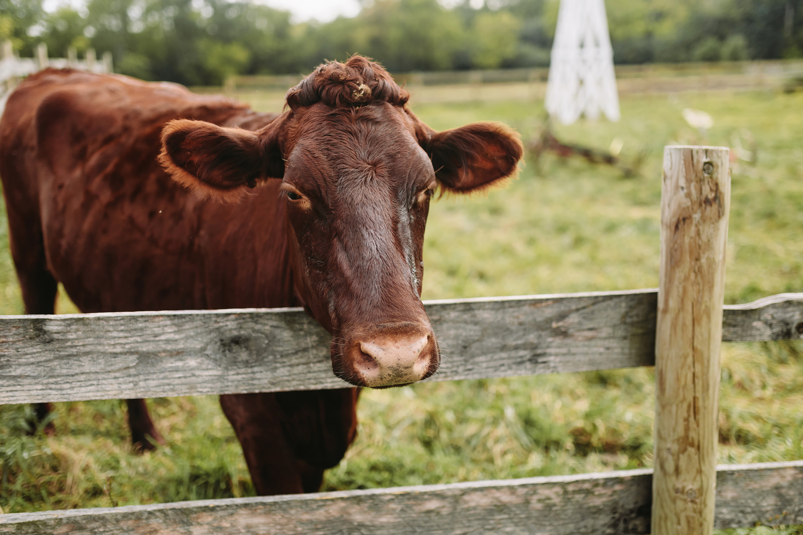 09.17.2021 Family photoshoot. Wedding family event photographer in Chicago Nick Yushevich