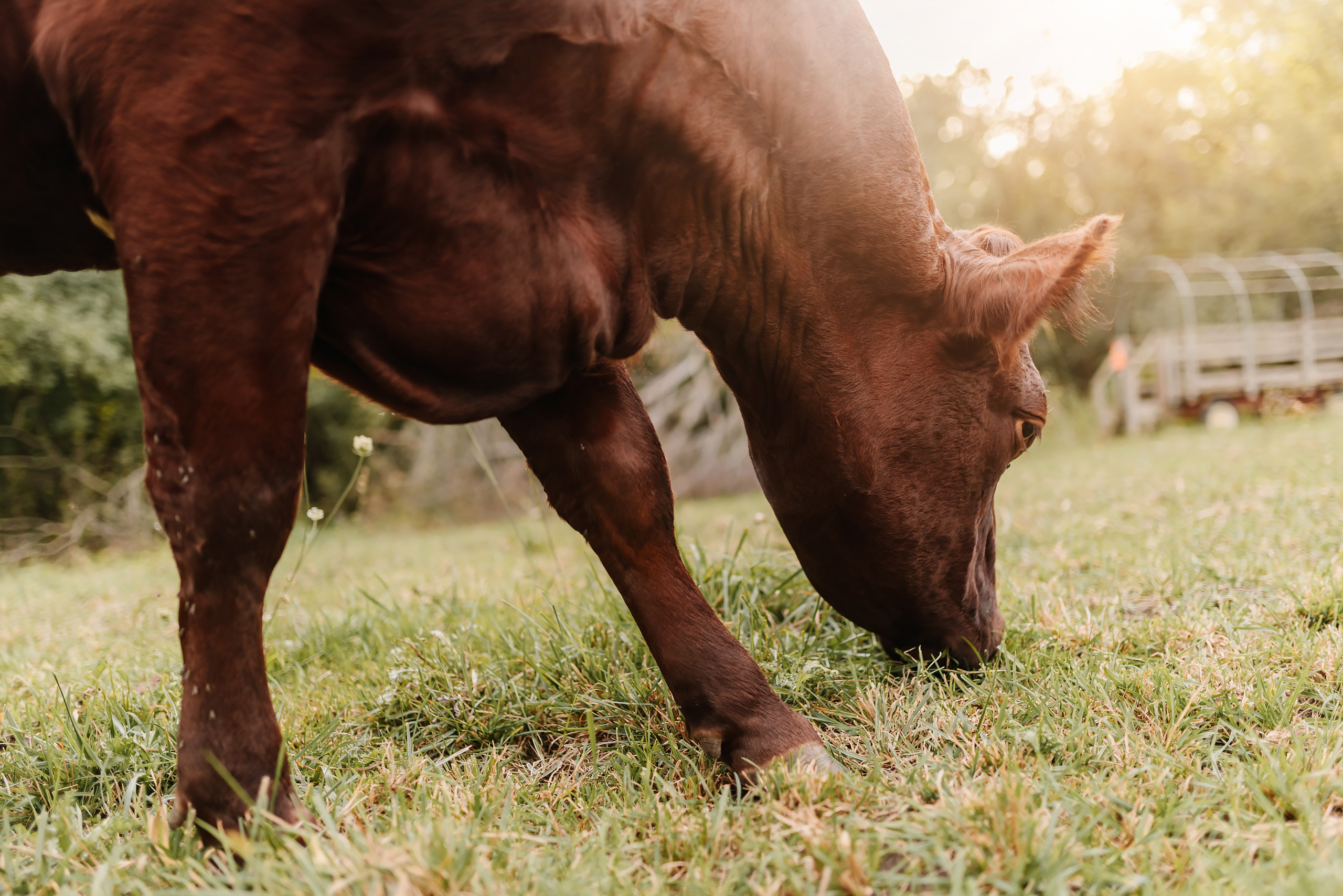 09.26.2021 Family photoshoot. Wedding family event photographer in Chicago Nick Yushevich